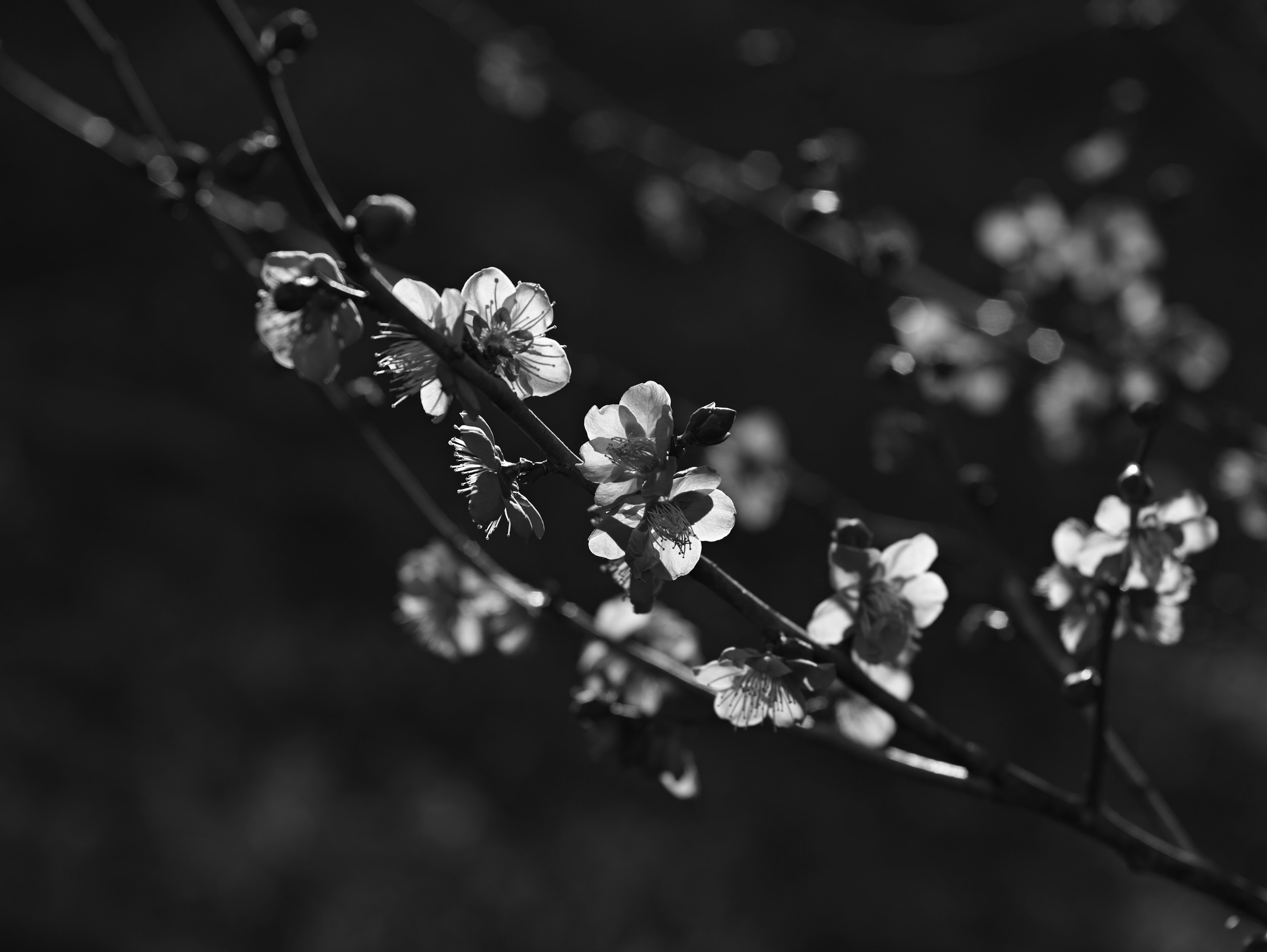 Branch of flowers blooming against a black and white background