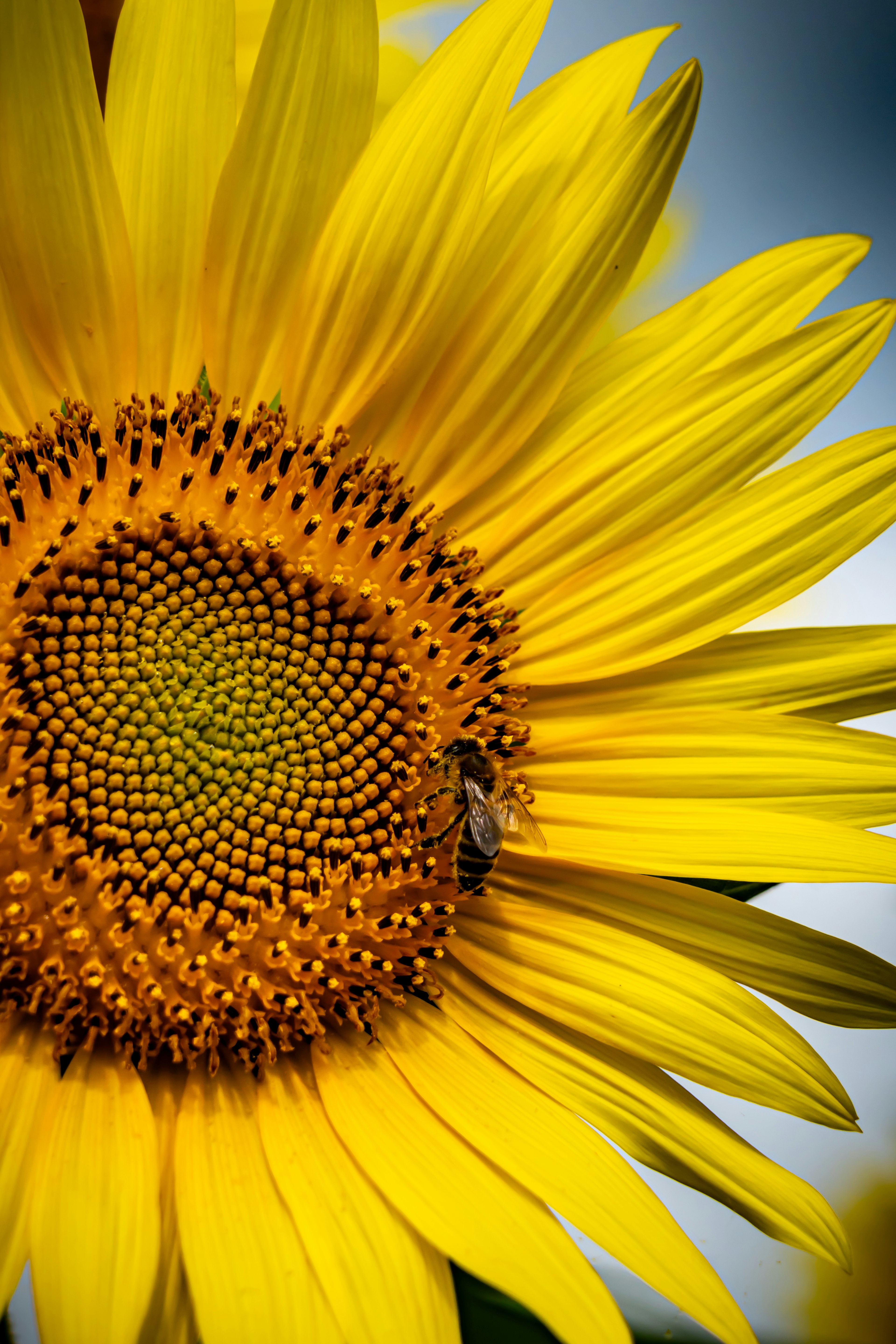 Close-up of a bright sunflower with yellow petals and a seed center