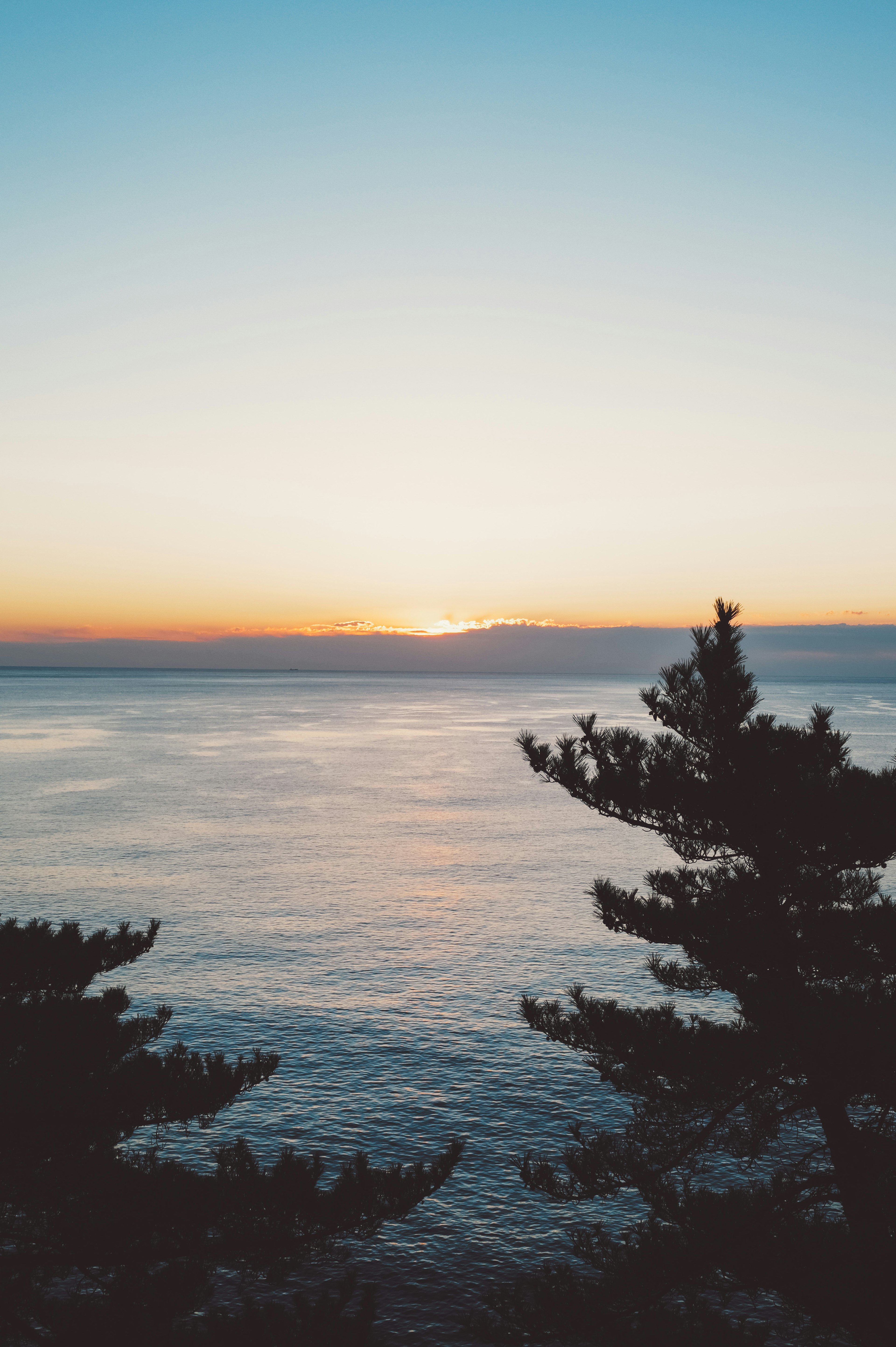 海上日落背景的松樹剪影