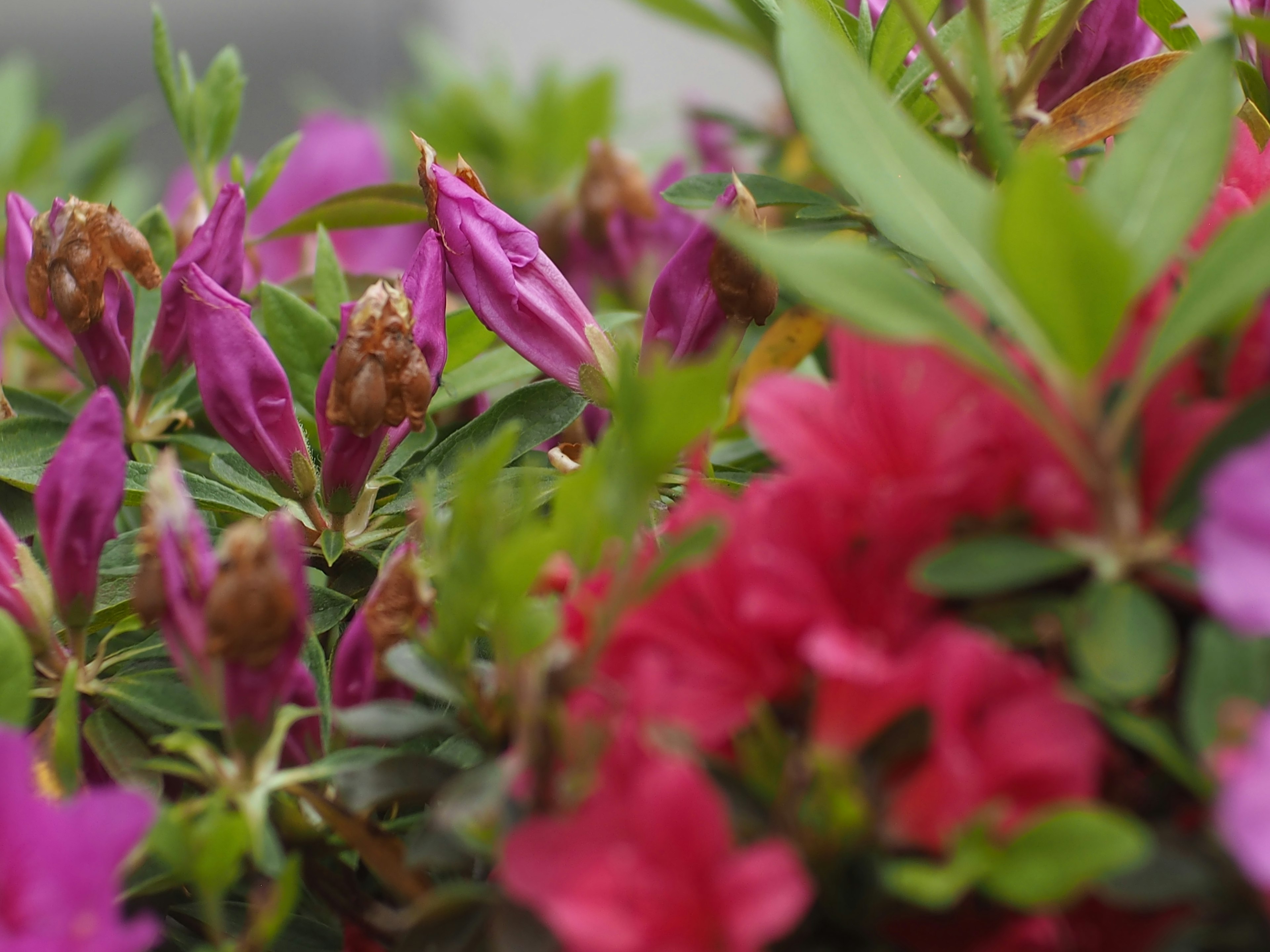 色とりどりのツツジの花が咲いている近接ショット