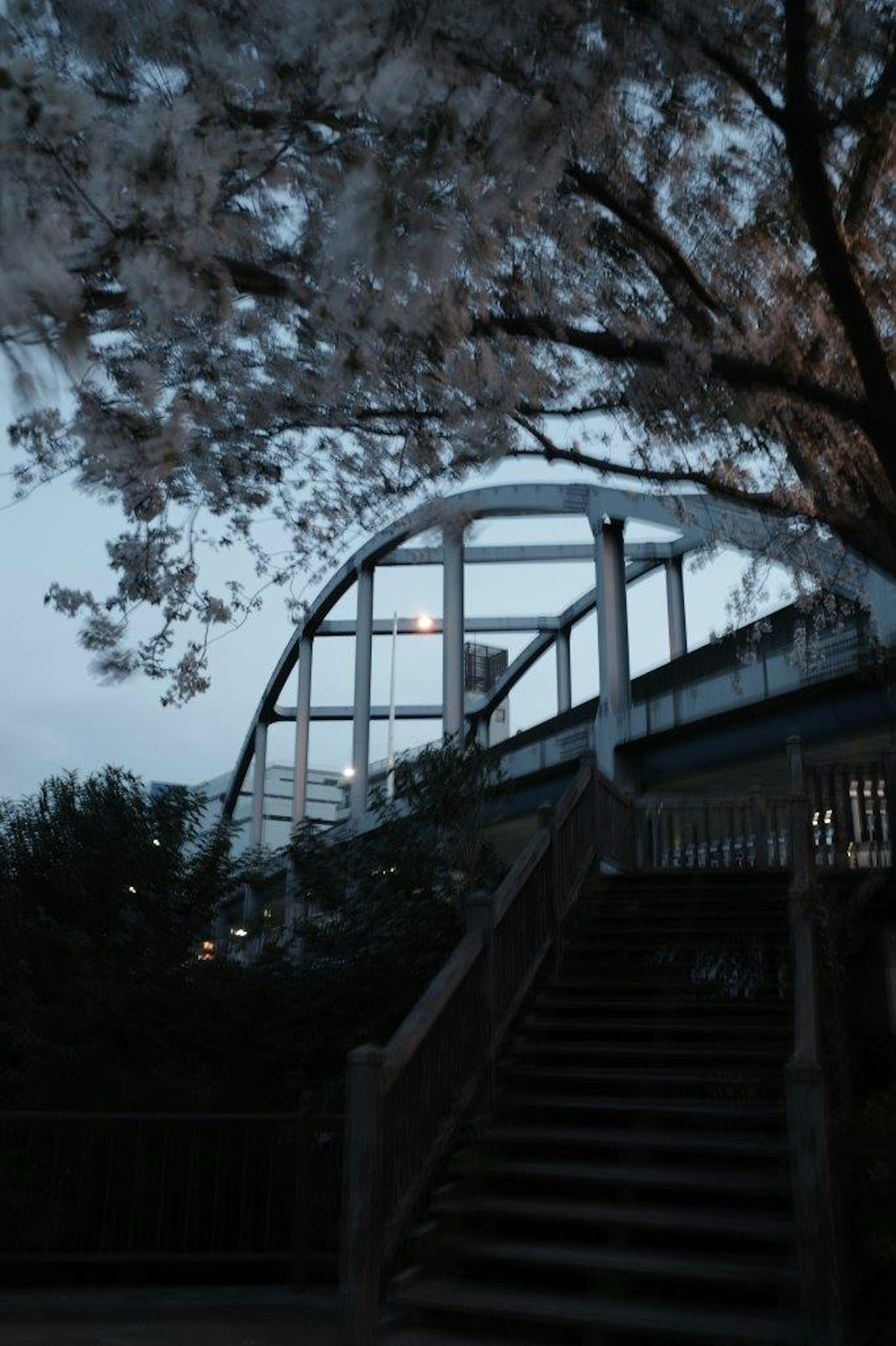 夜の桜の木の下にある白いアーチの橋と階段