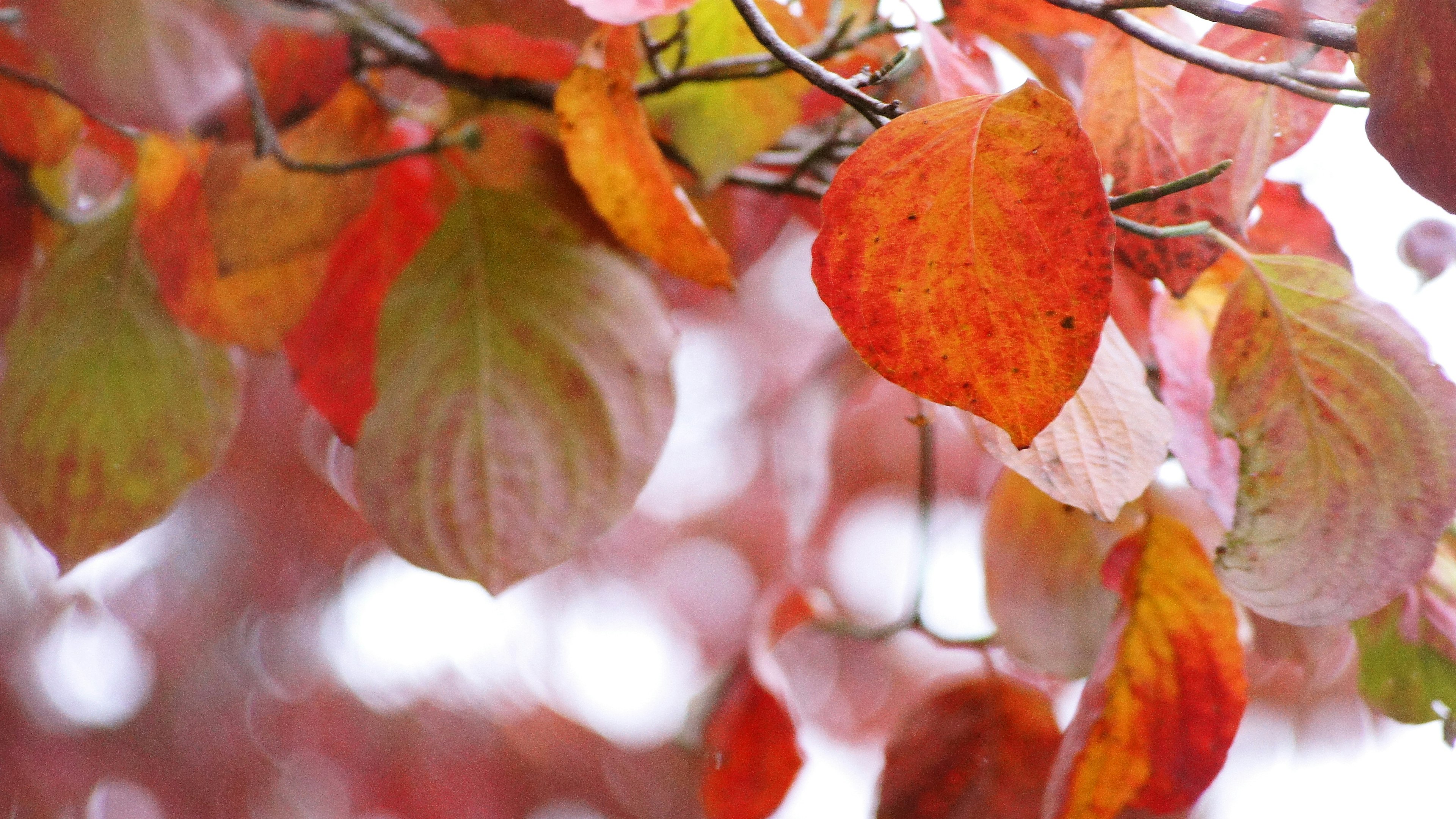 Hermosas hojas de otoño en tonos naranjas y rojos