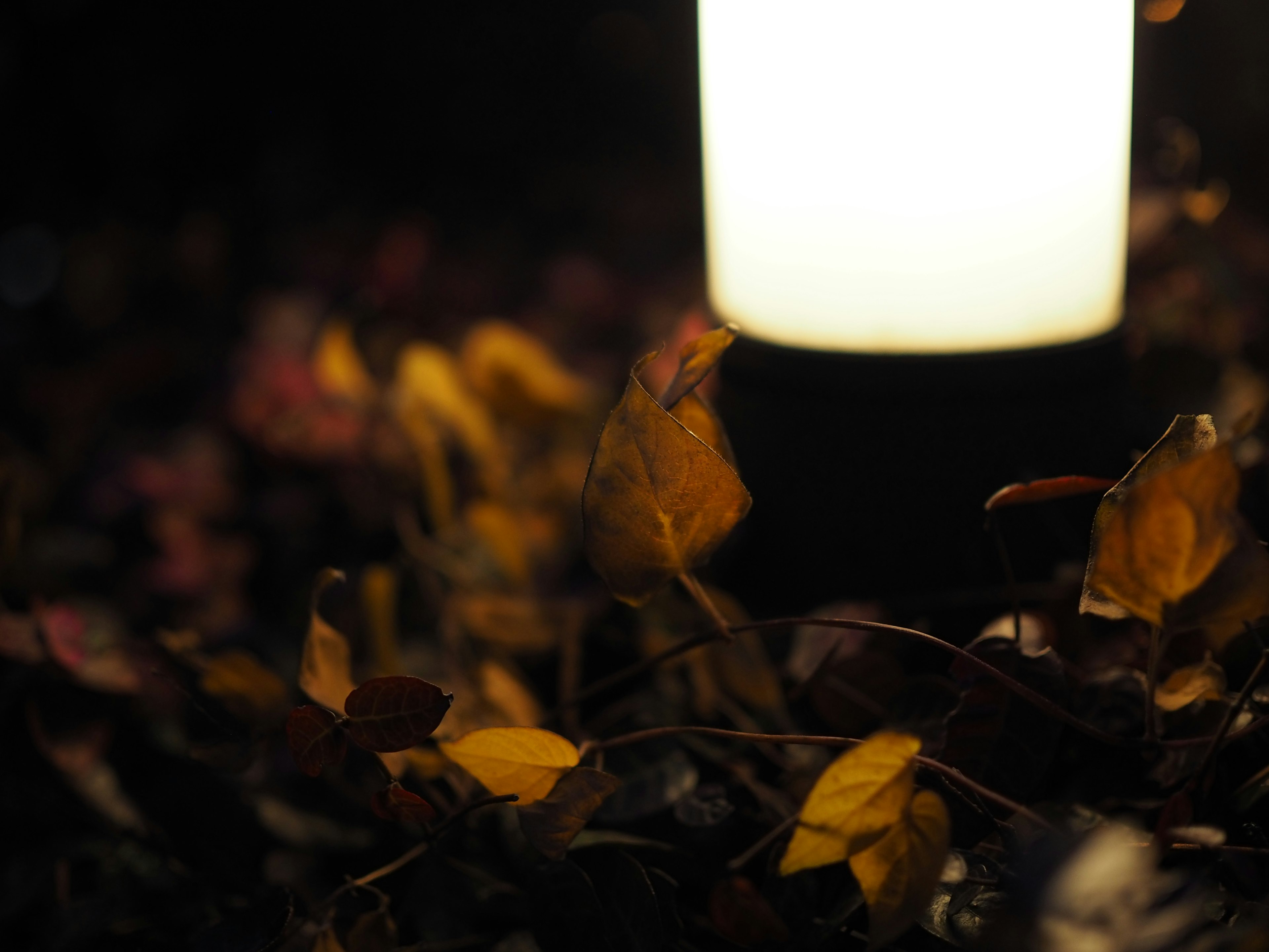 A white lamp surrounded by colorful fallen leaves in a dark setting