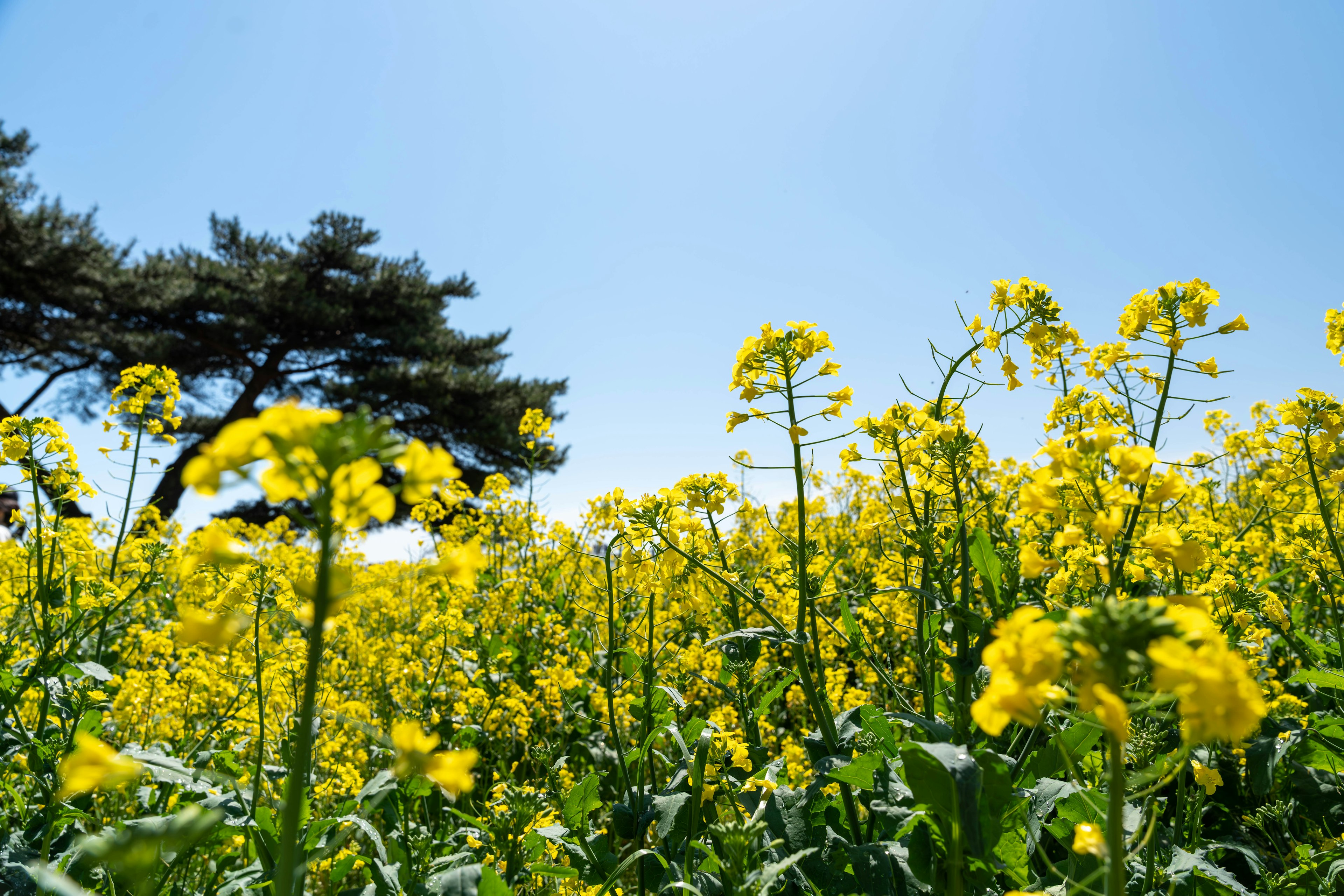 青空の下に広がる黄色い菜の花畑と木