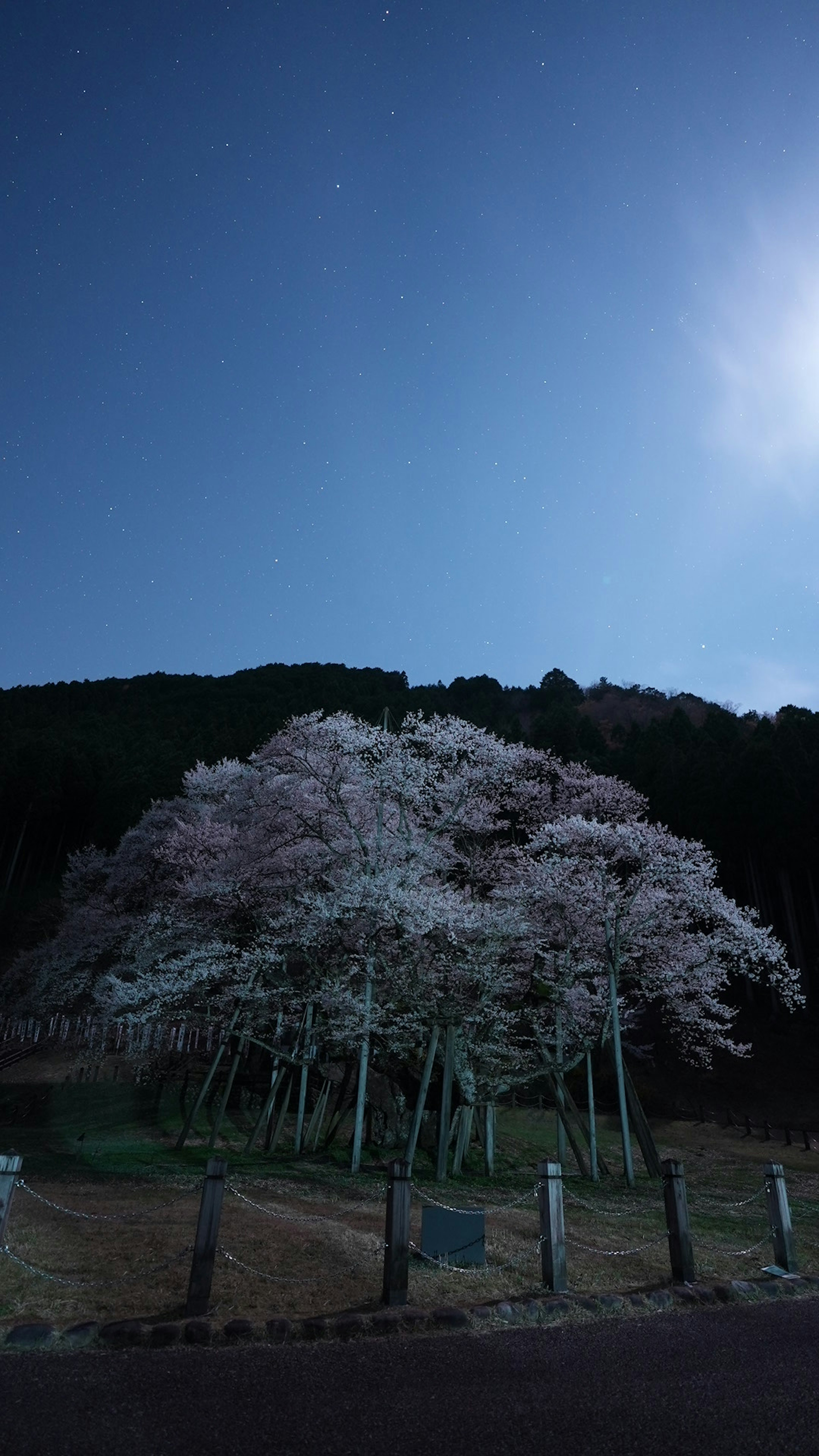 夜空に映える桜の木と山の風景