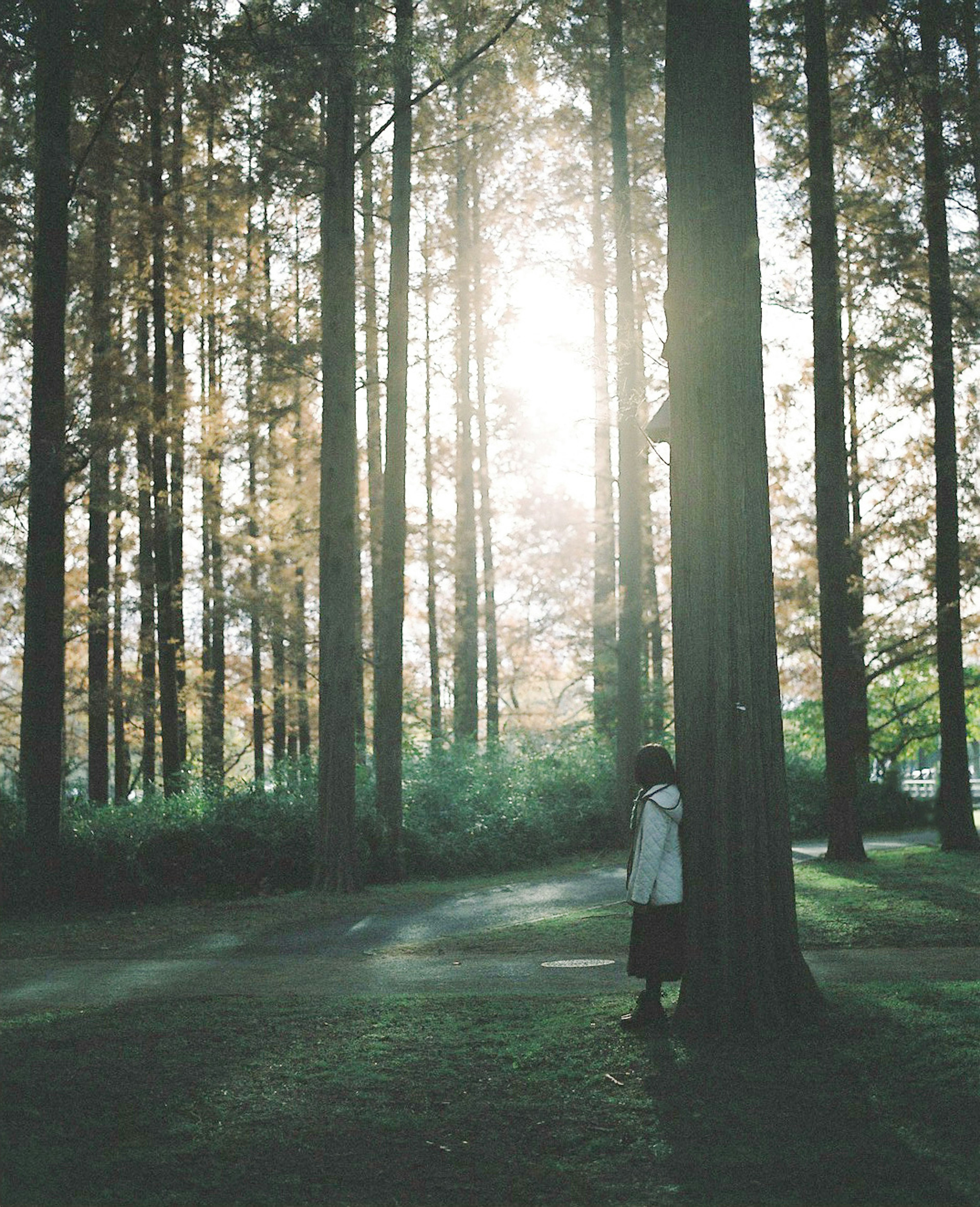 Person standing in a green forest, tall trees in the background, soft light filtering through