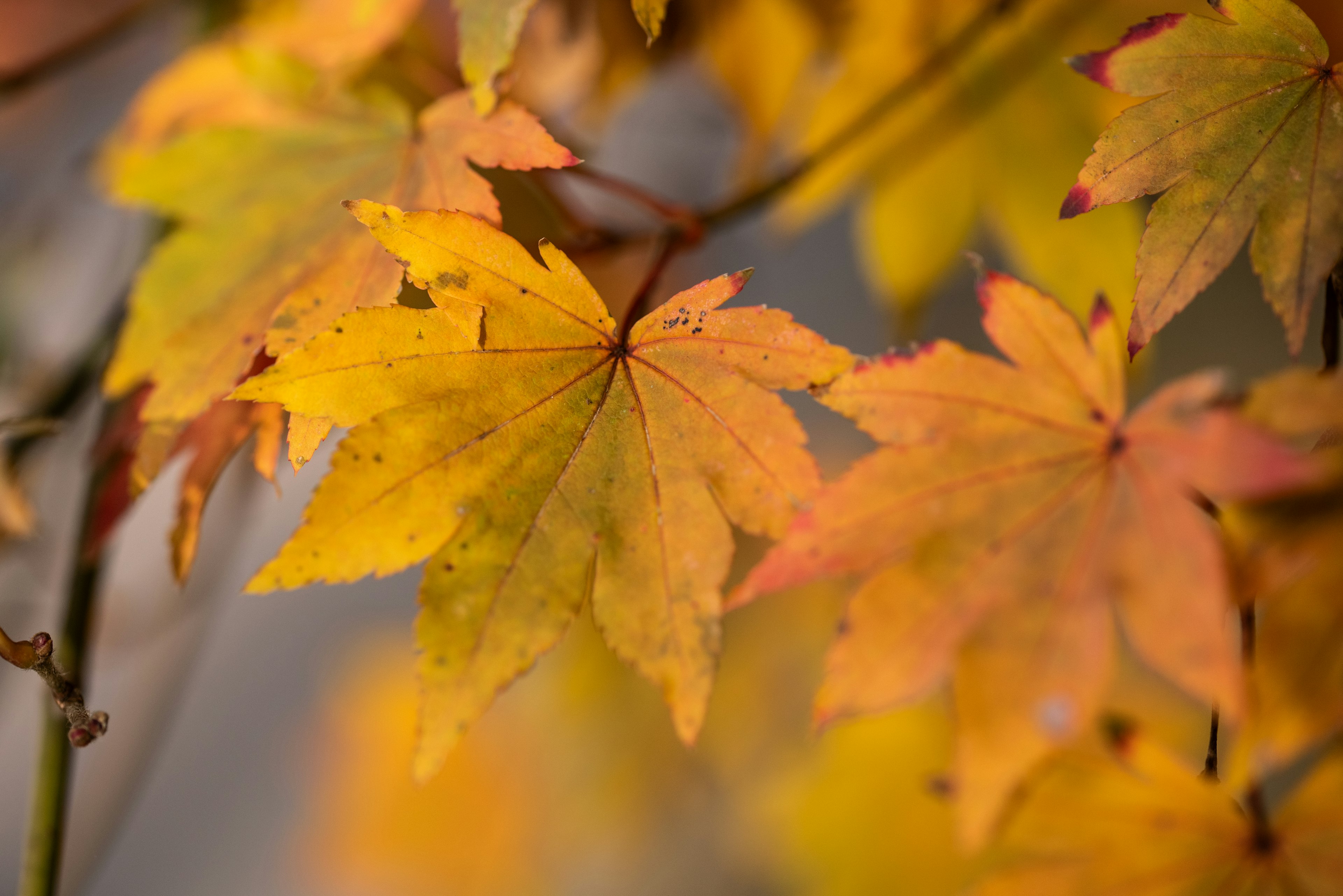 Acercamiento de hojas de arce en colores de otoño