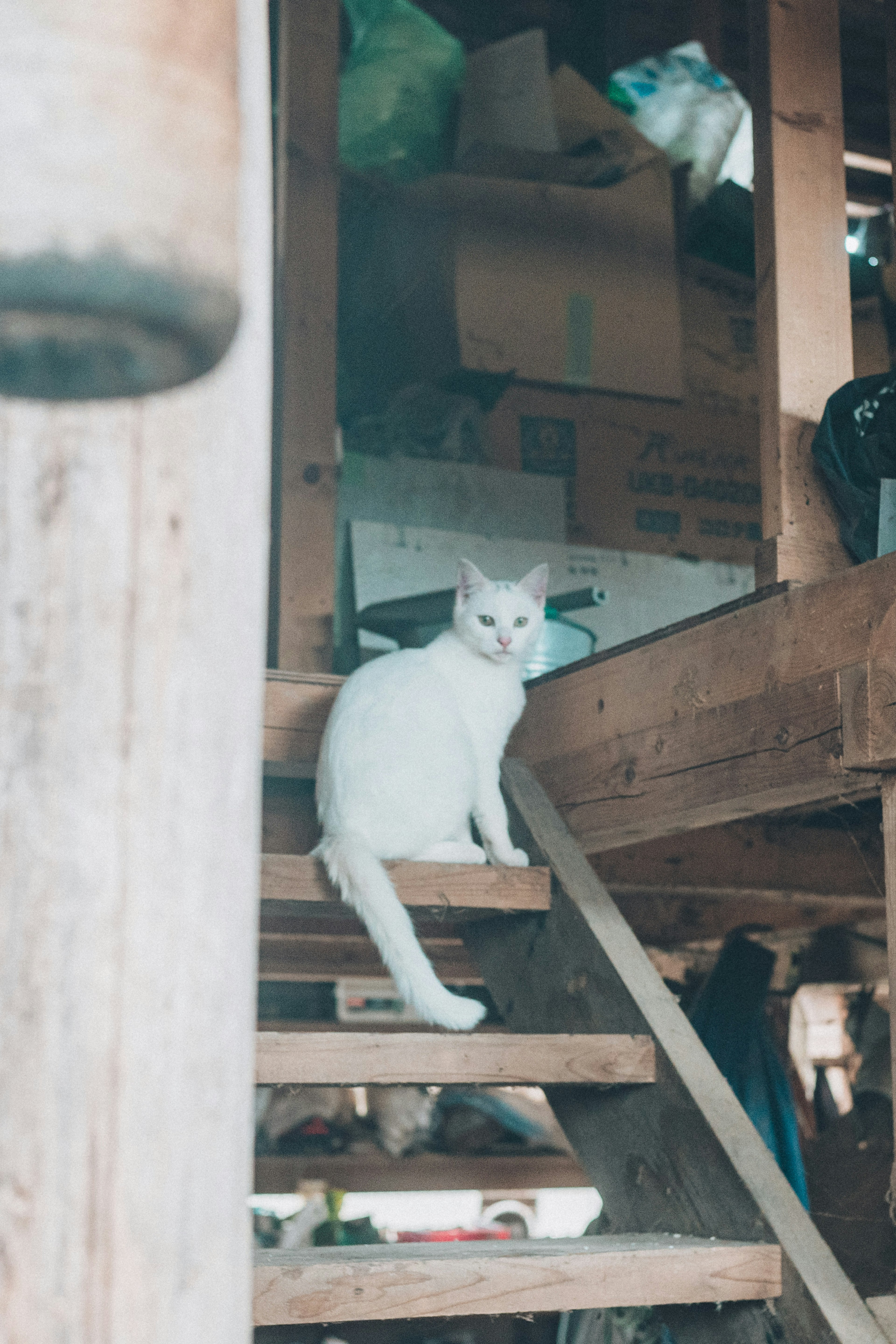 A white cat sitting on wooden stairs