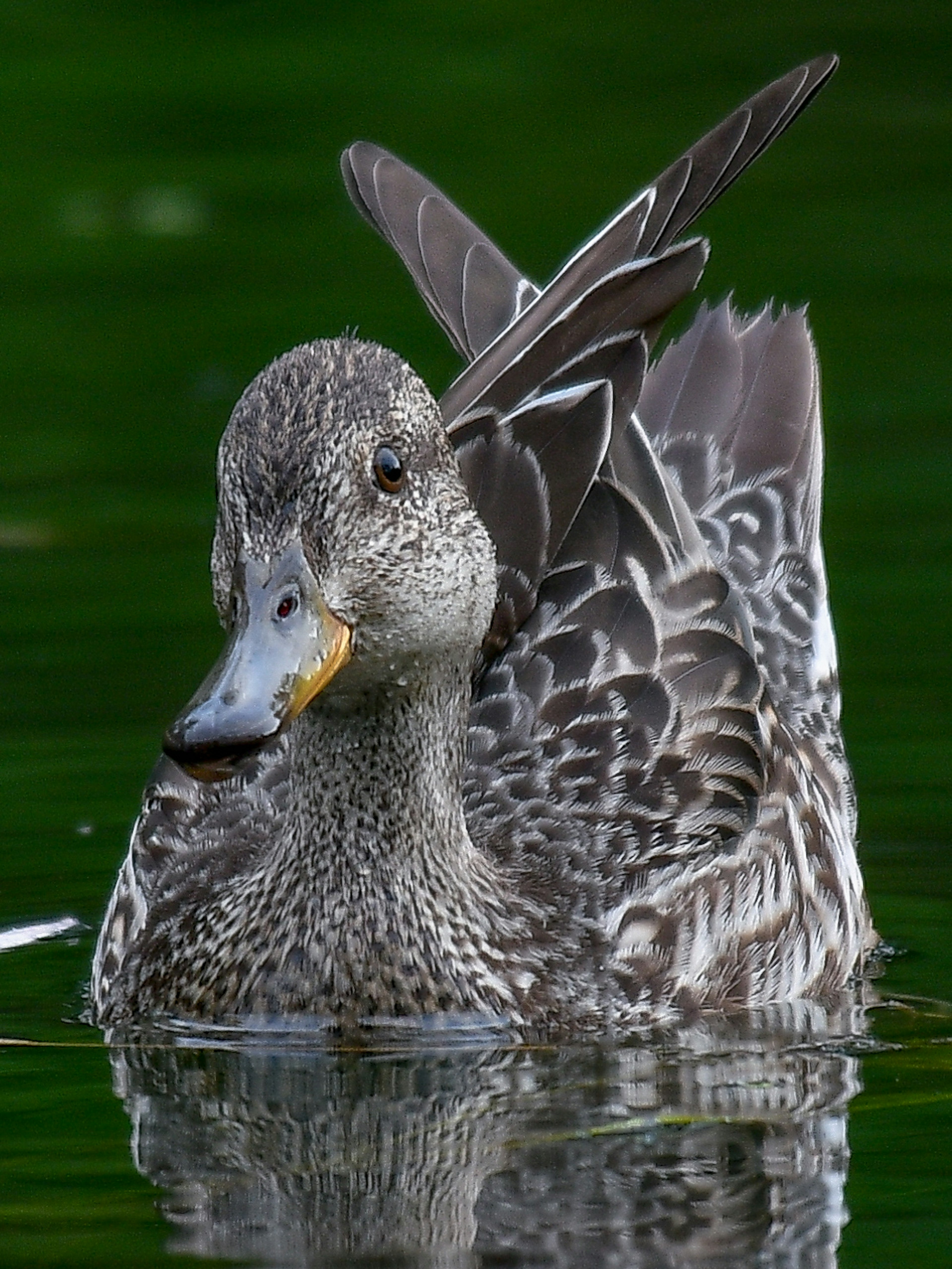 Gambar dekat bebek yang berenang di kolam