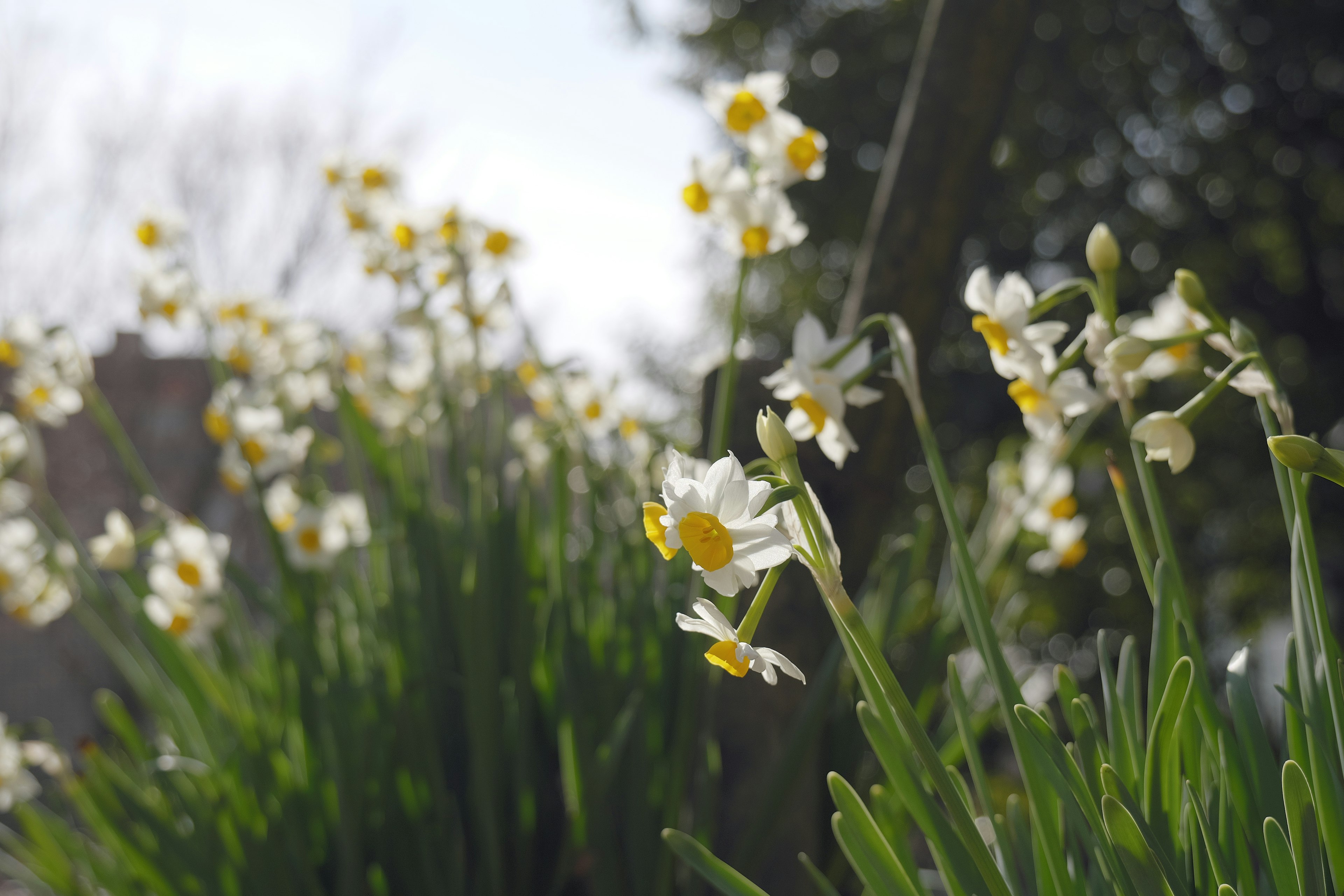 Primo piano di fiori bianchi con centri gialli che fioriscono tra l'erba verde lussureggiante