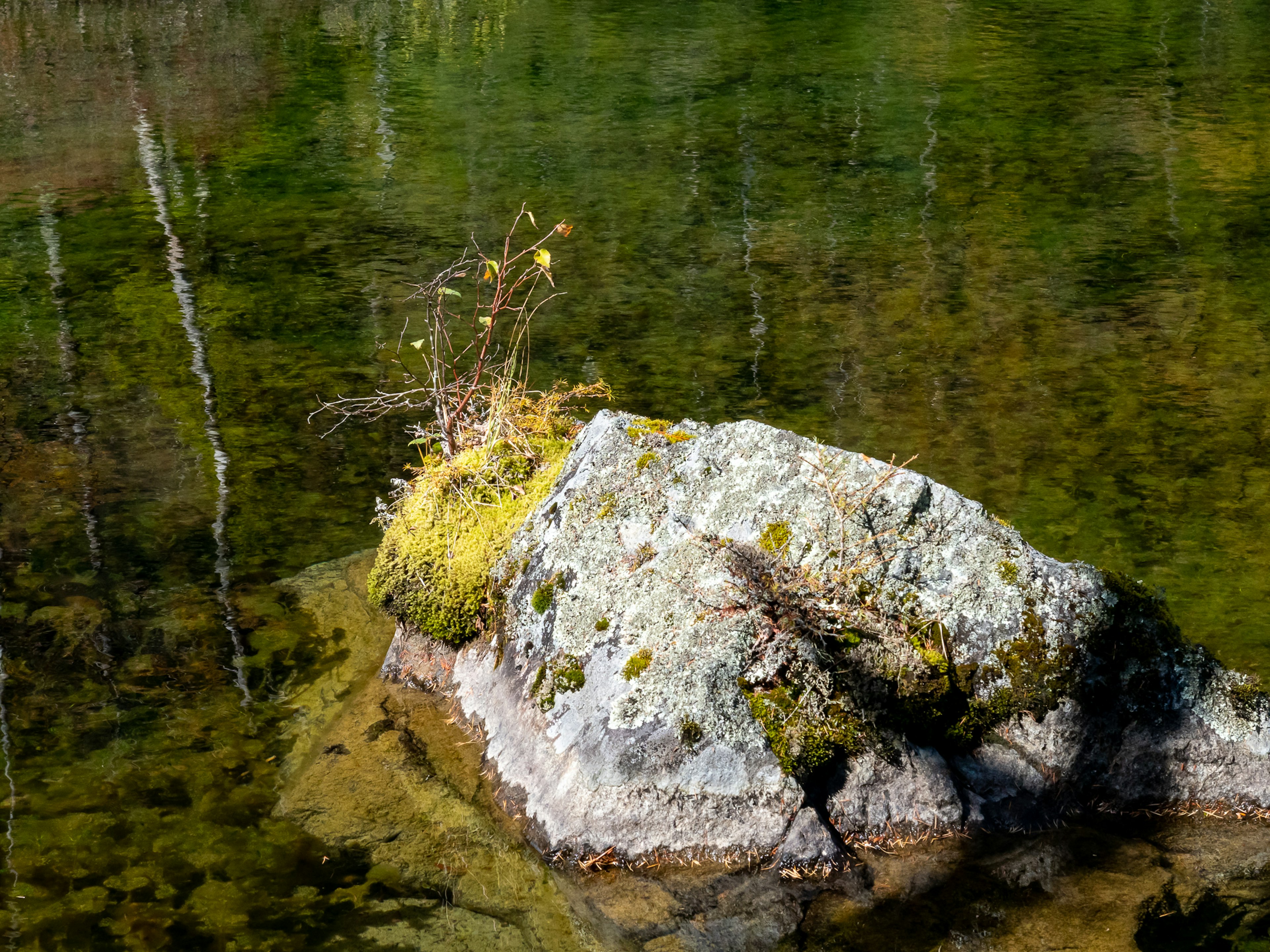 Roca cubierta de musgo con pequeñas plantas sobre la superficie del agua