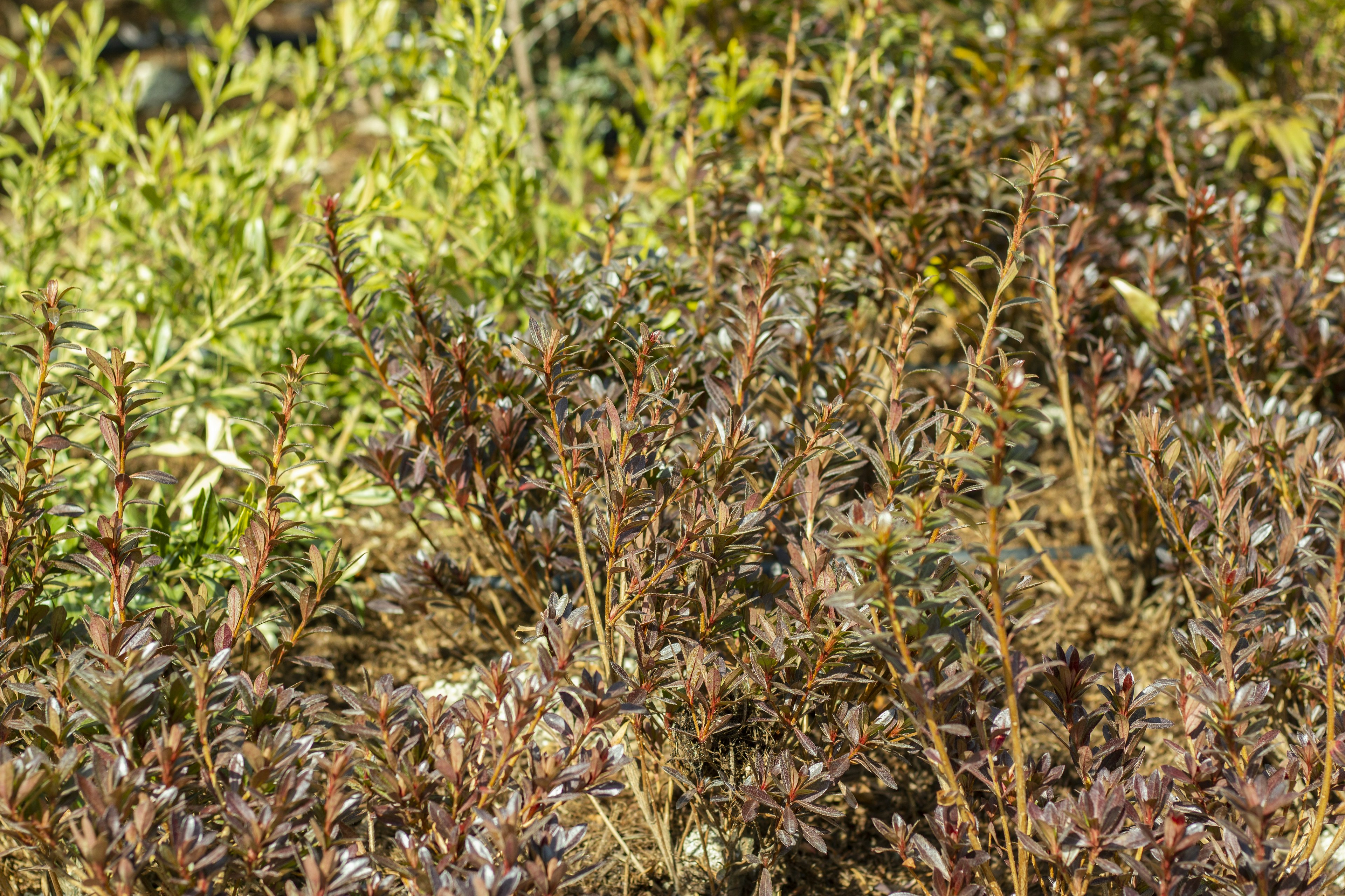 Paysage naturel avec un mélange de plantes vertes et brunes