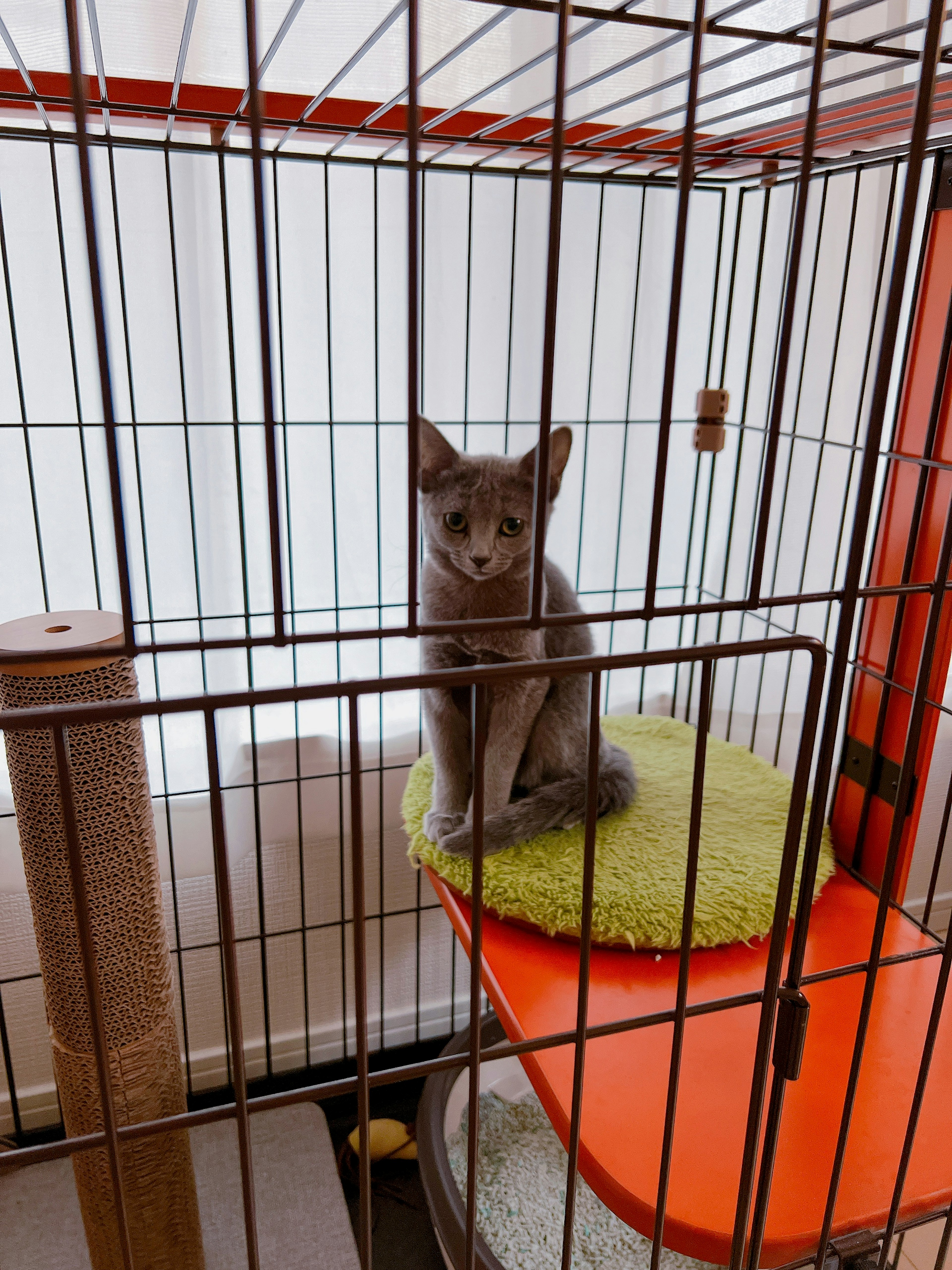 Gatto grigio seduto su un cuscino verde all'interno di una gabbia