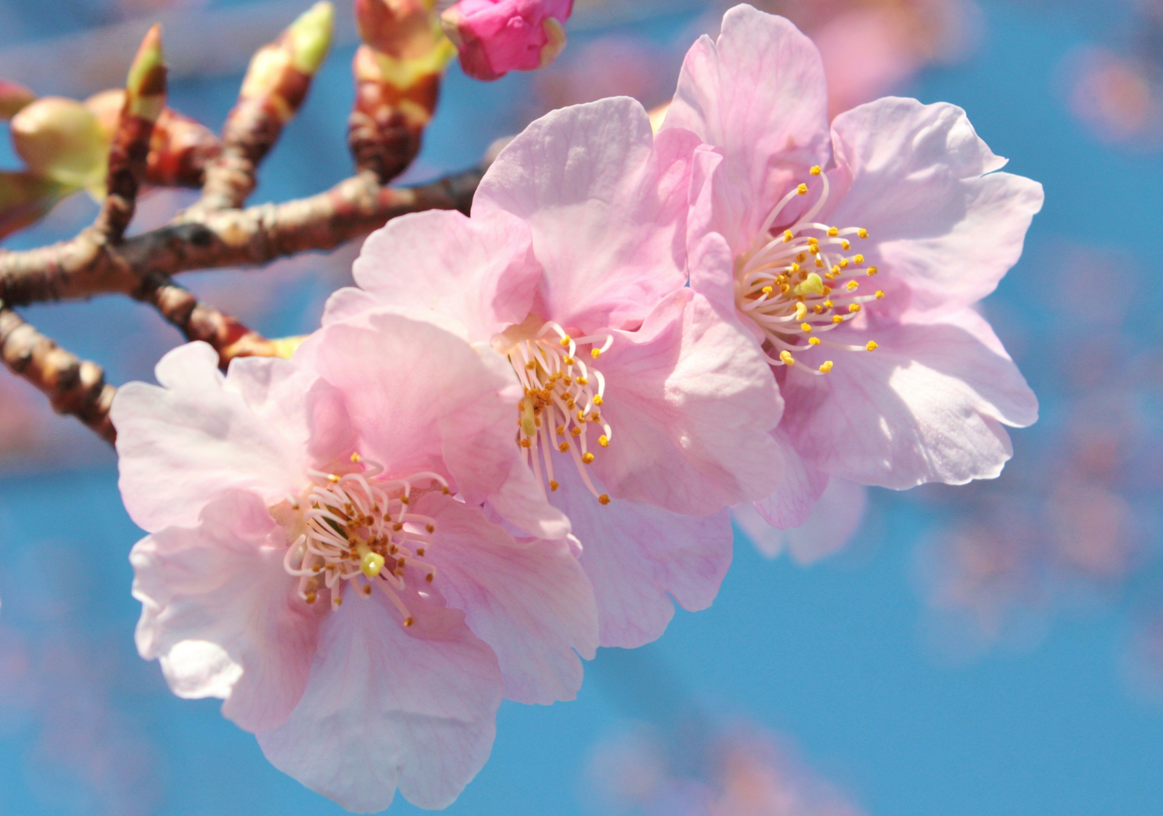 Bunga sakura yang indah mekar di bawah langit biru