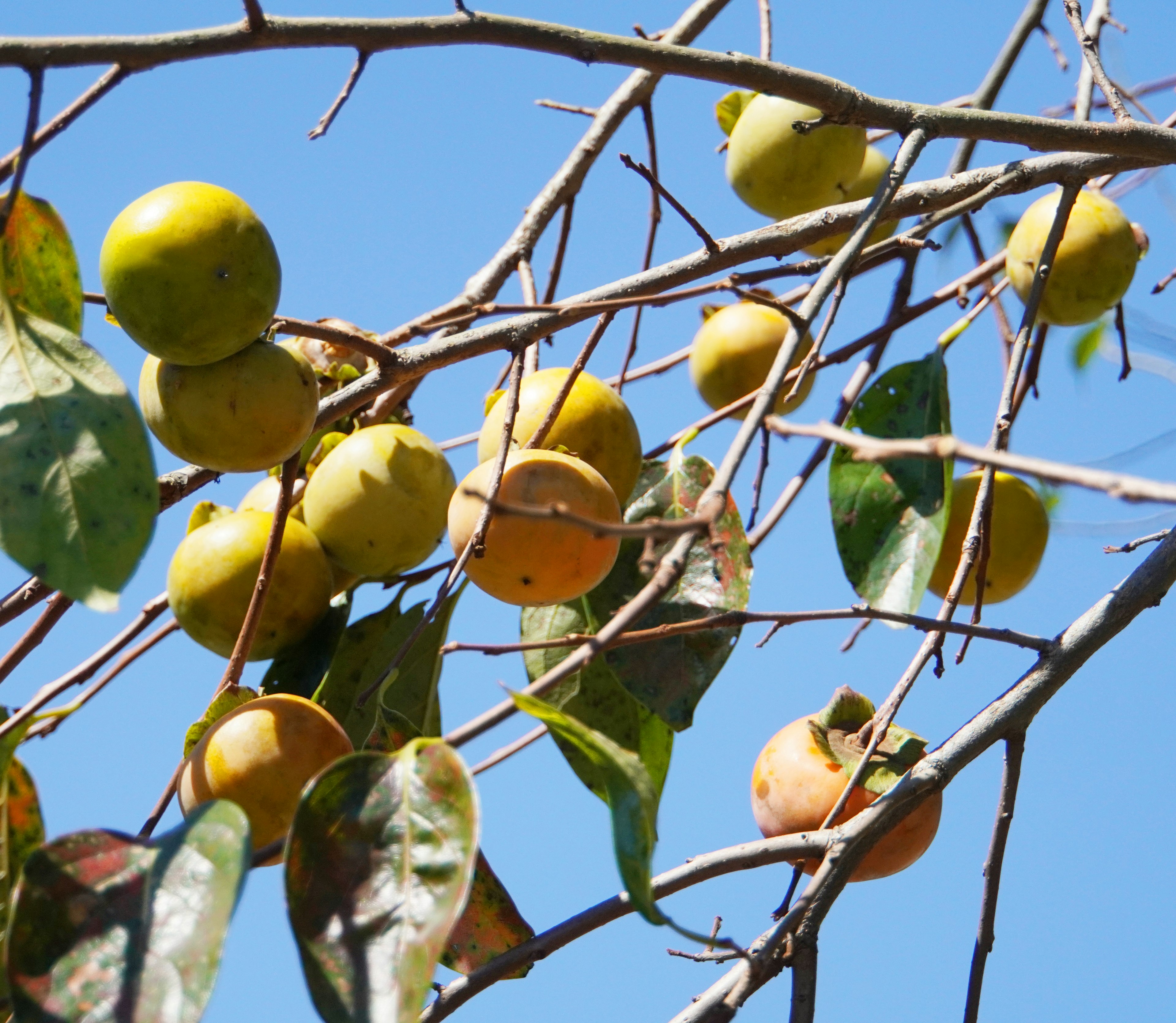 Kaki-Früchte und Blätter an einem Baumzweig vor blauem Himmel