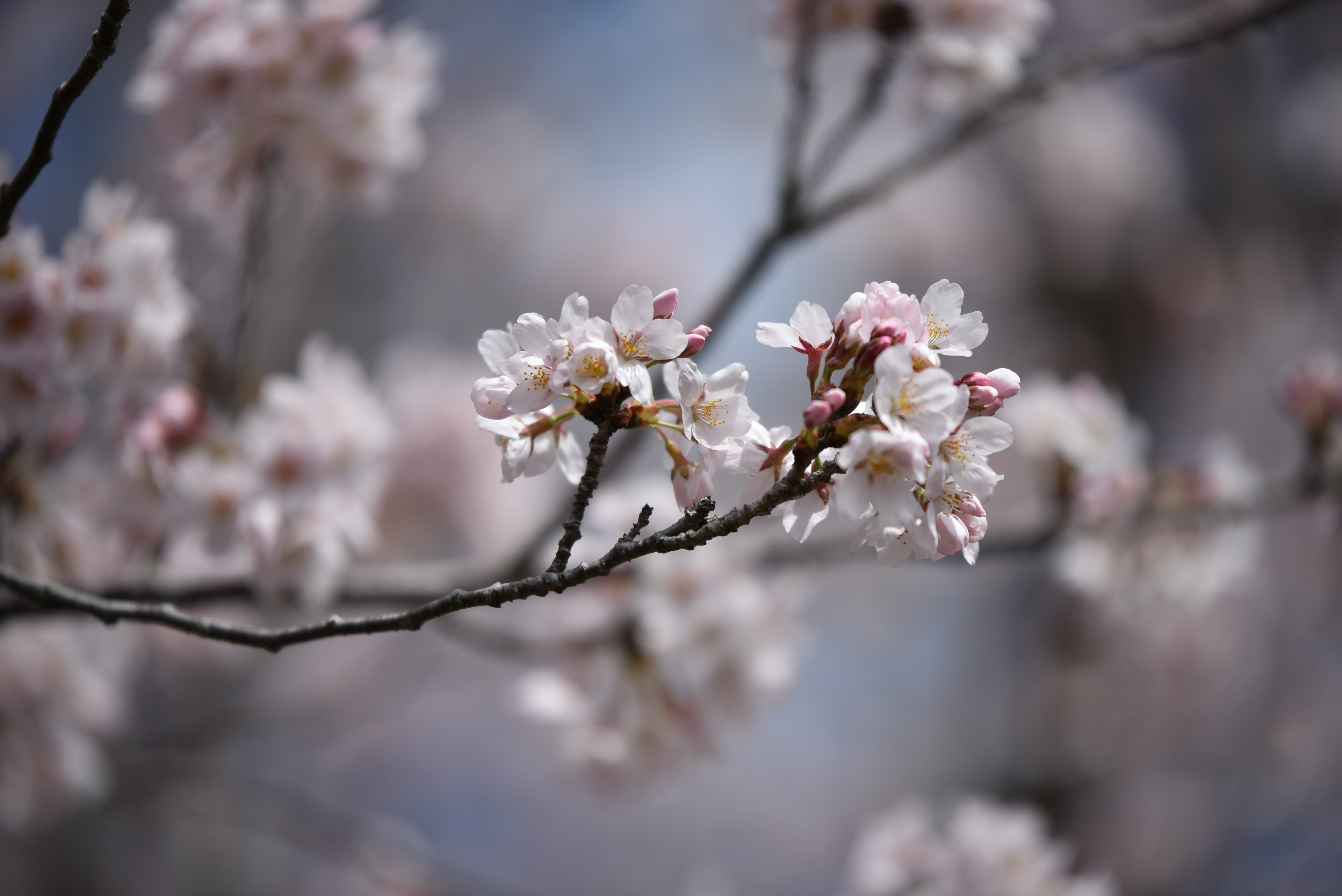 Close-up of cherry blossom flowers on a branch