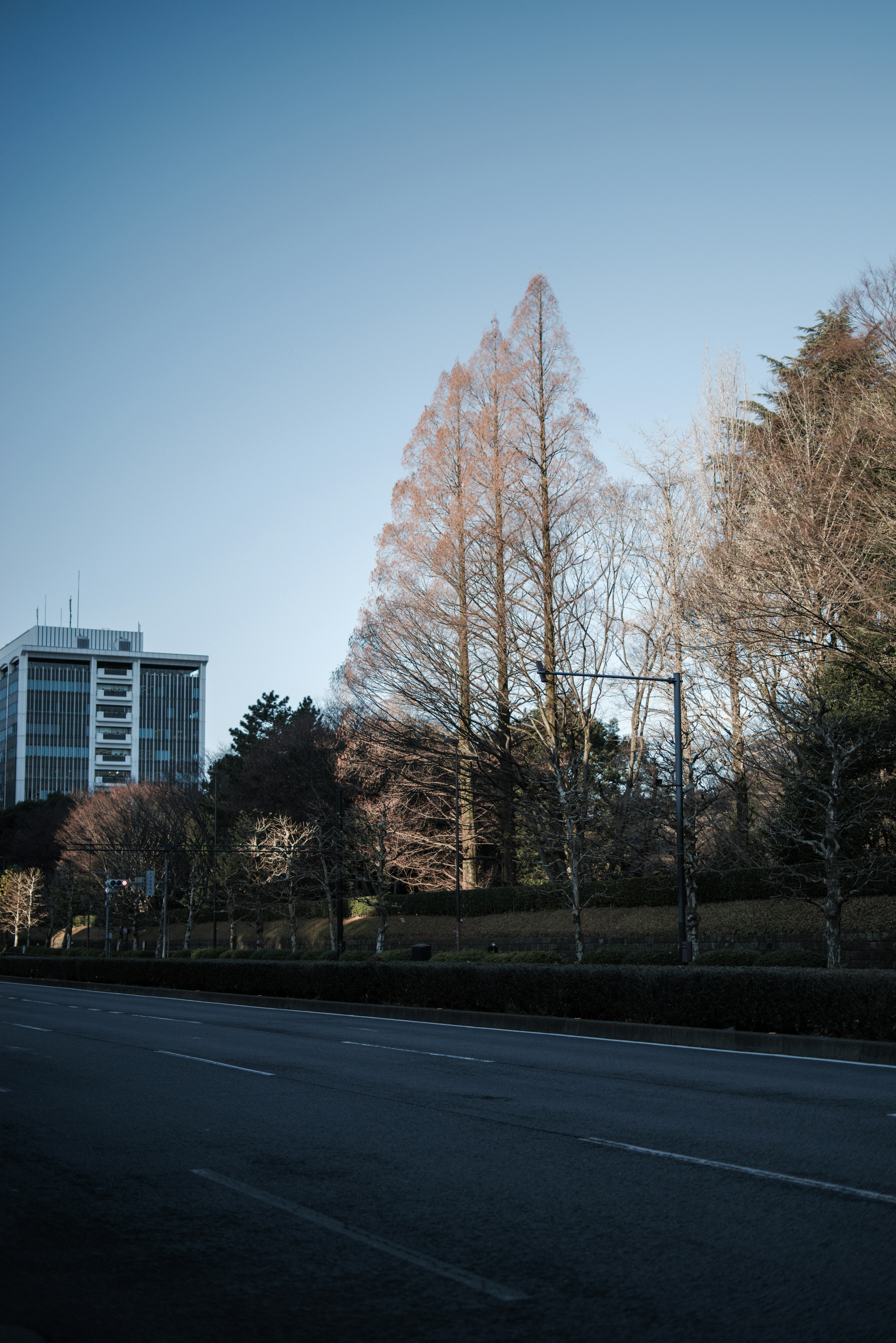 Paisaje urbano con árboles y edificios