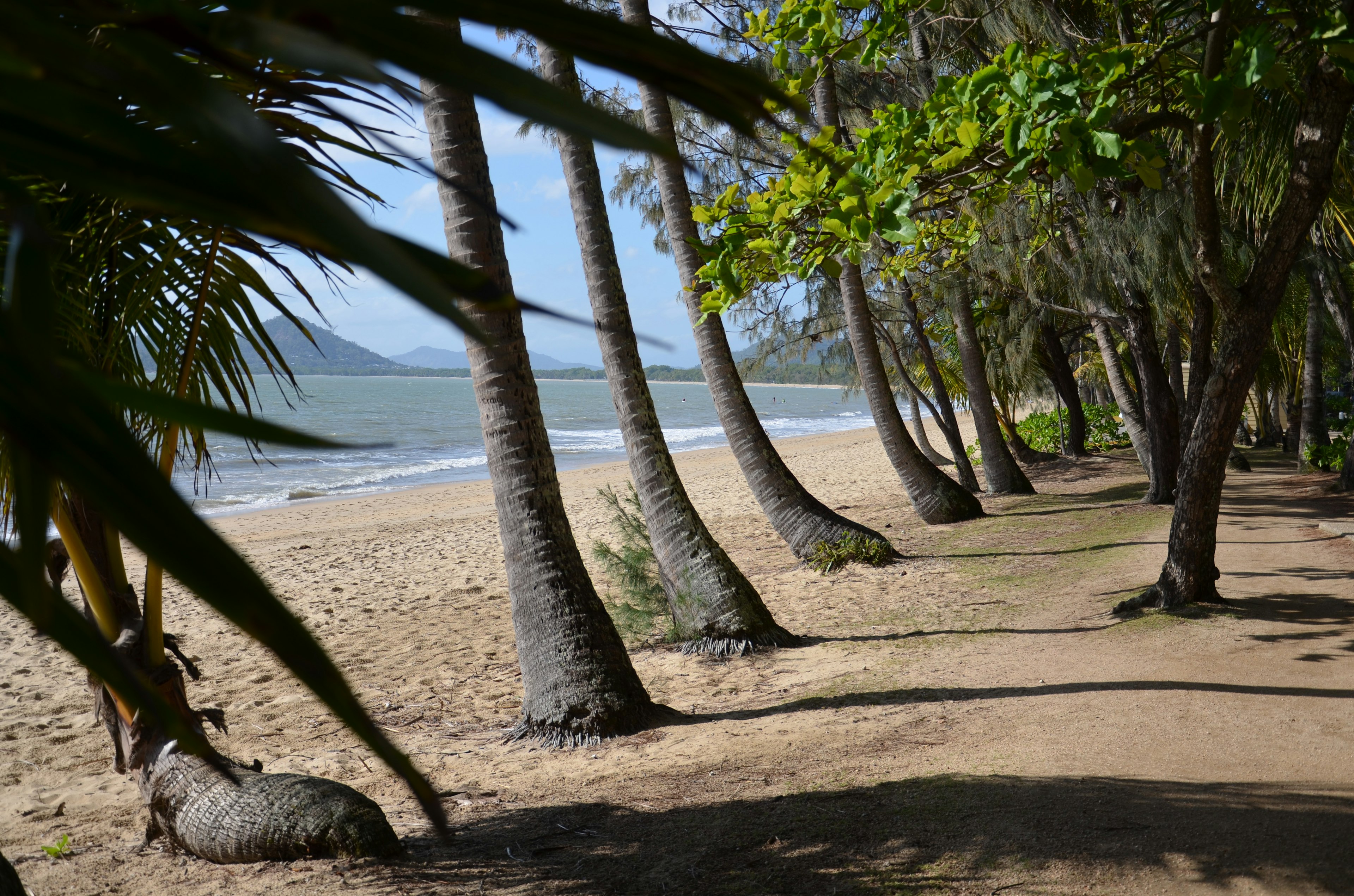 Scenic view of palm trees along a sandy beach