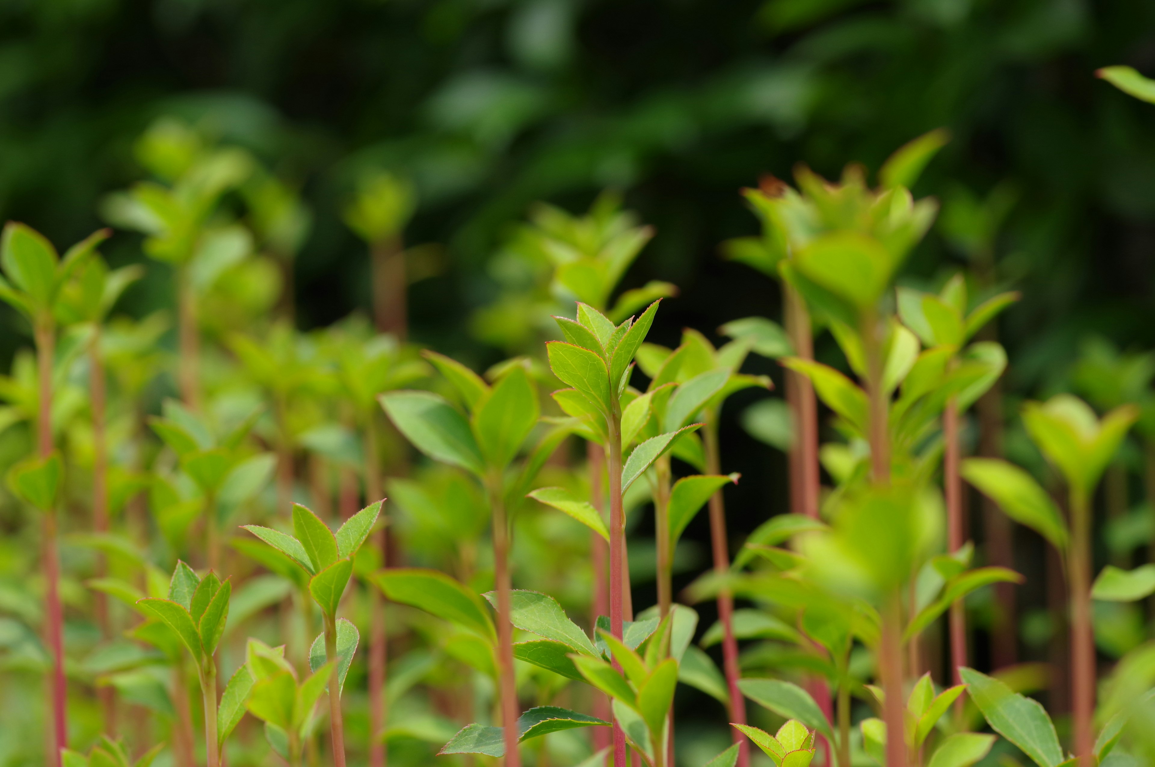 A dense cluster of vibrant green plant shoots