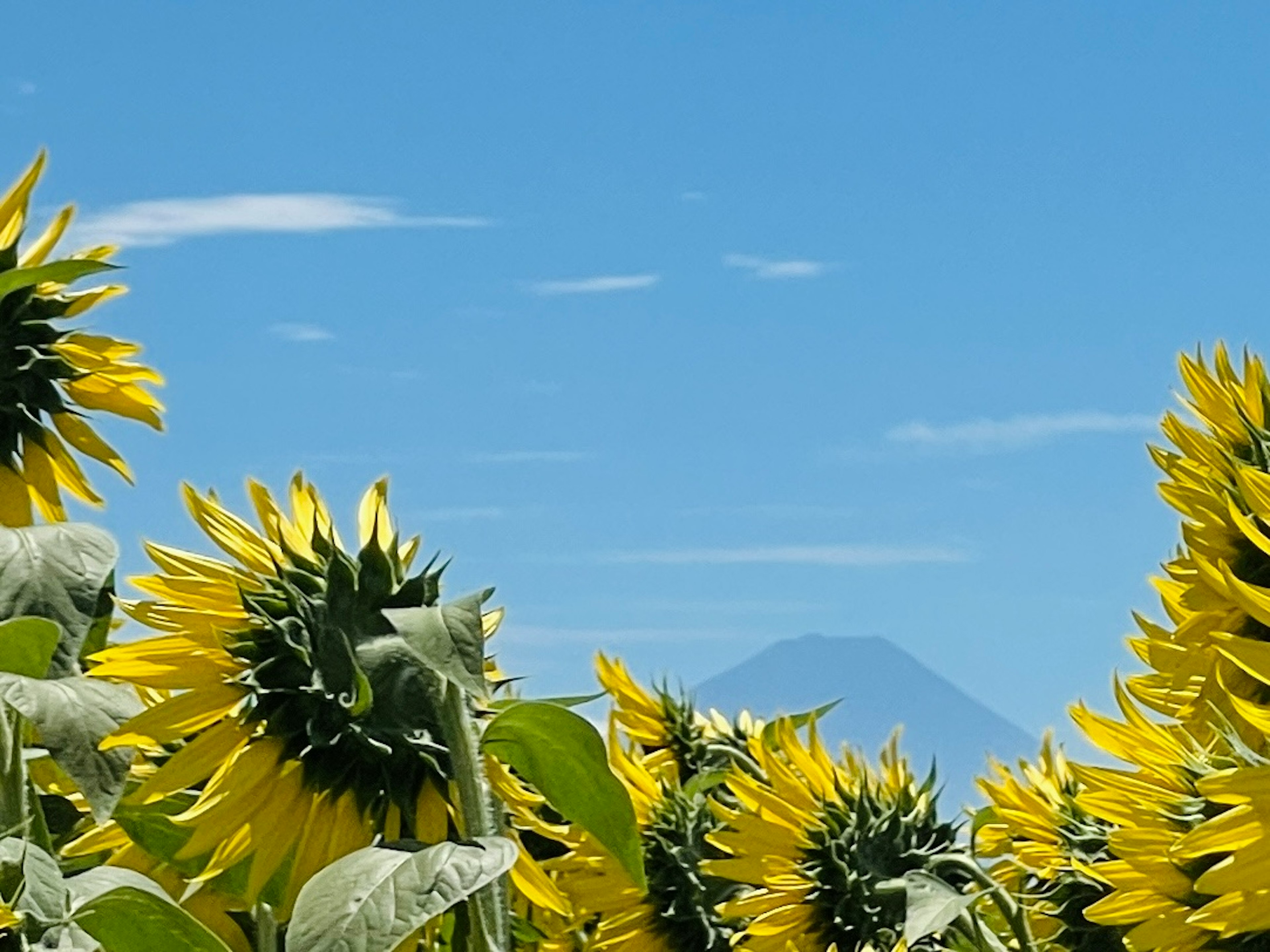 Helles Sonnenblumenfeld unter blauem Himmel mit einem entfernten Berg