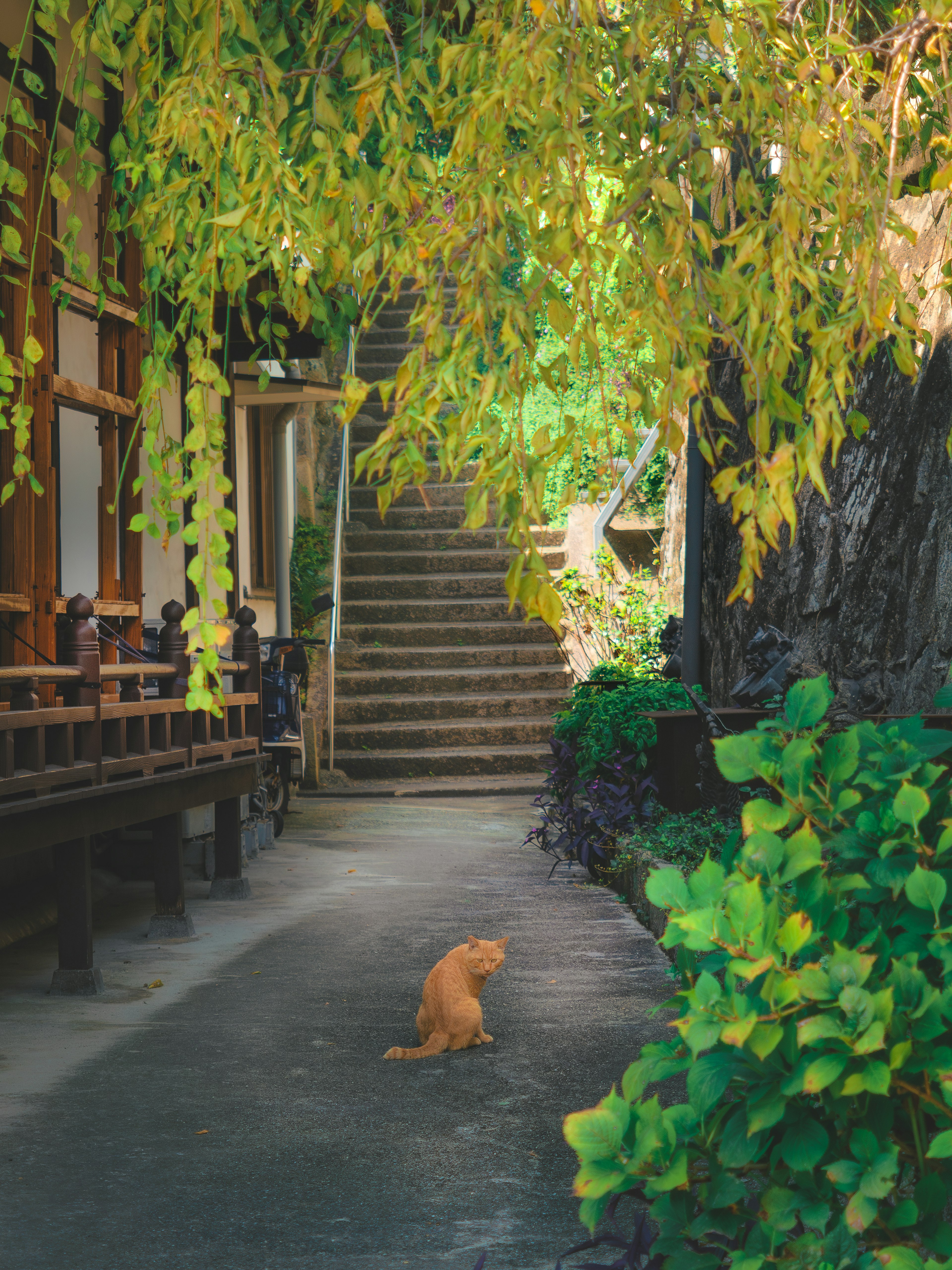 Chat orange assis sur un chemin tranquille avec des arbres verts et des escaliers