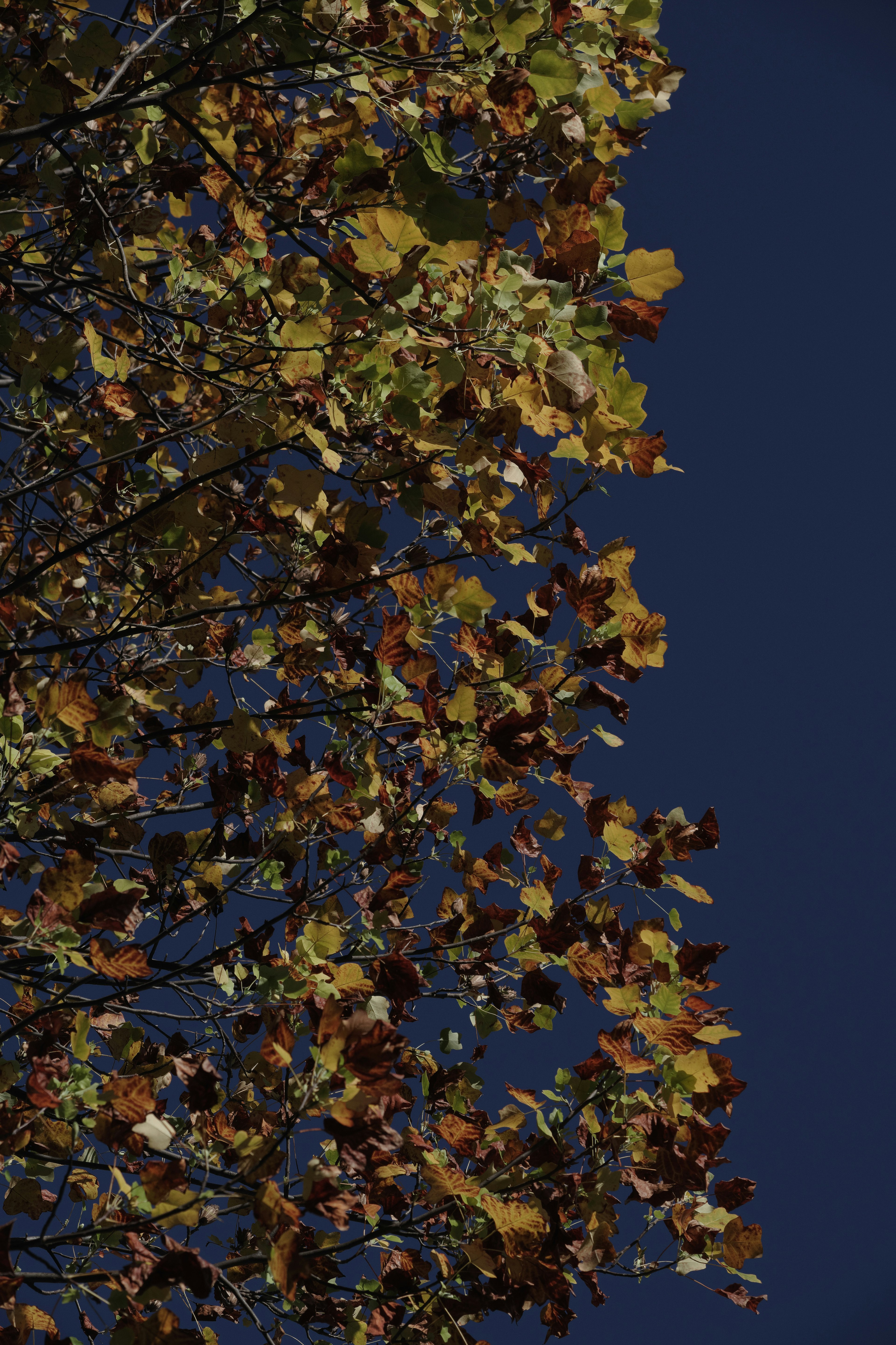 Close-up of autumn leaves against a blue sky