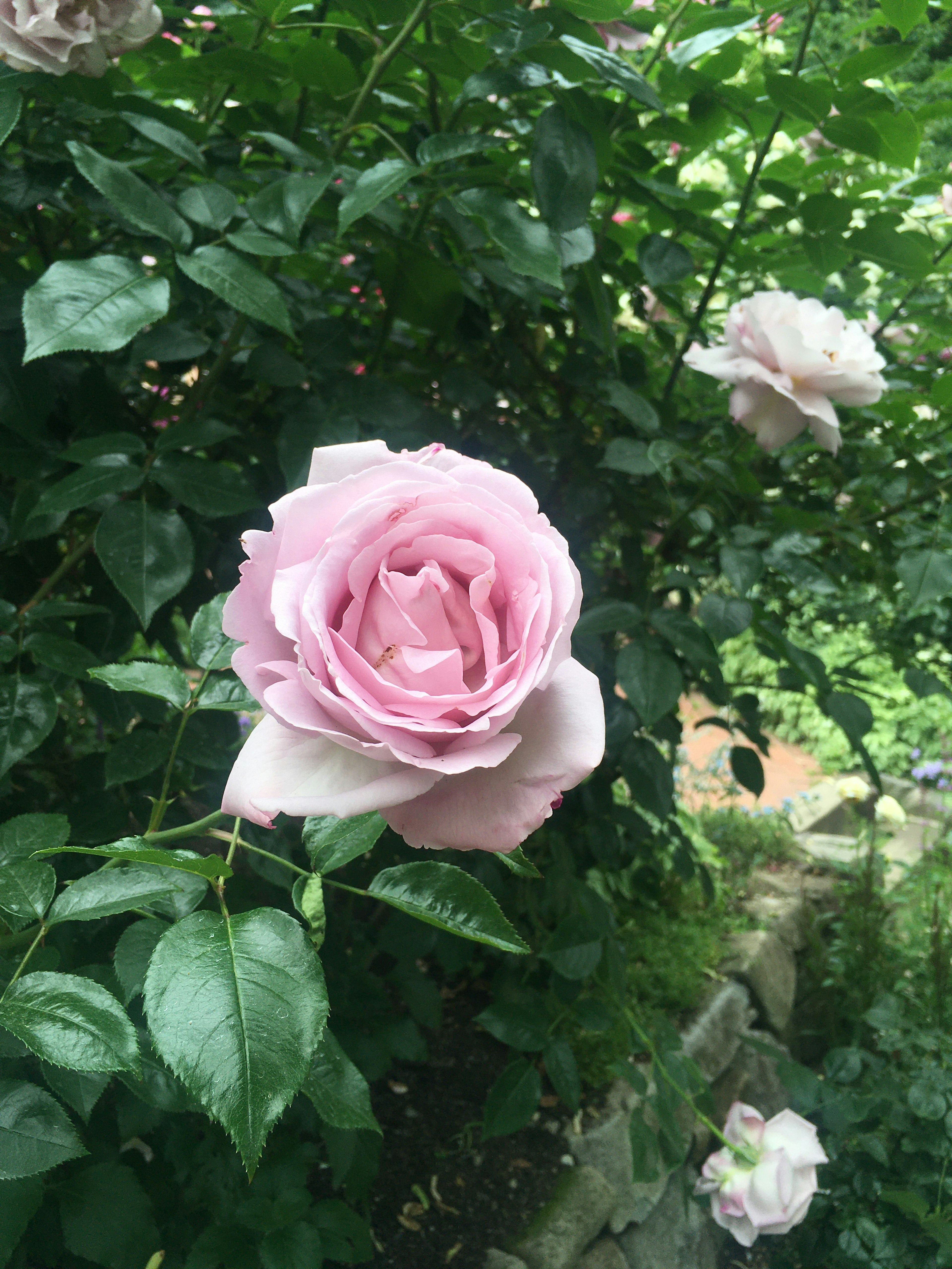 A light pink rose blooming among green leaves