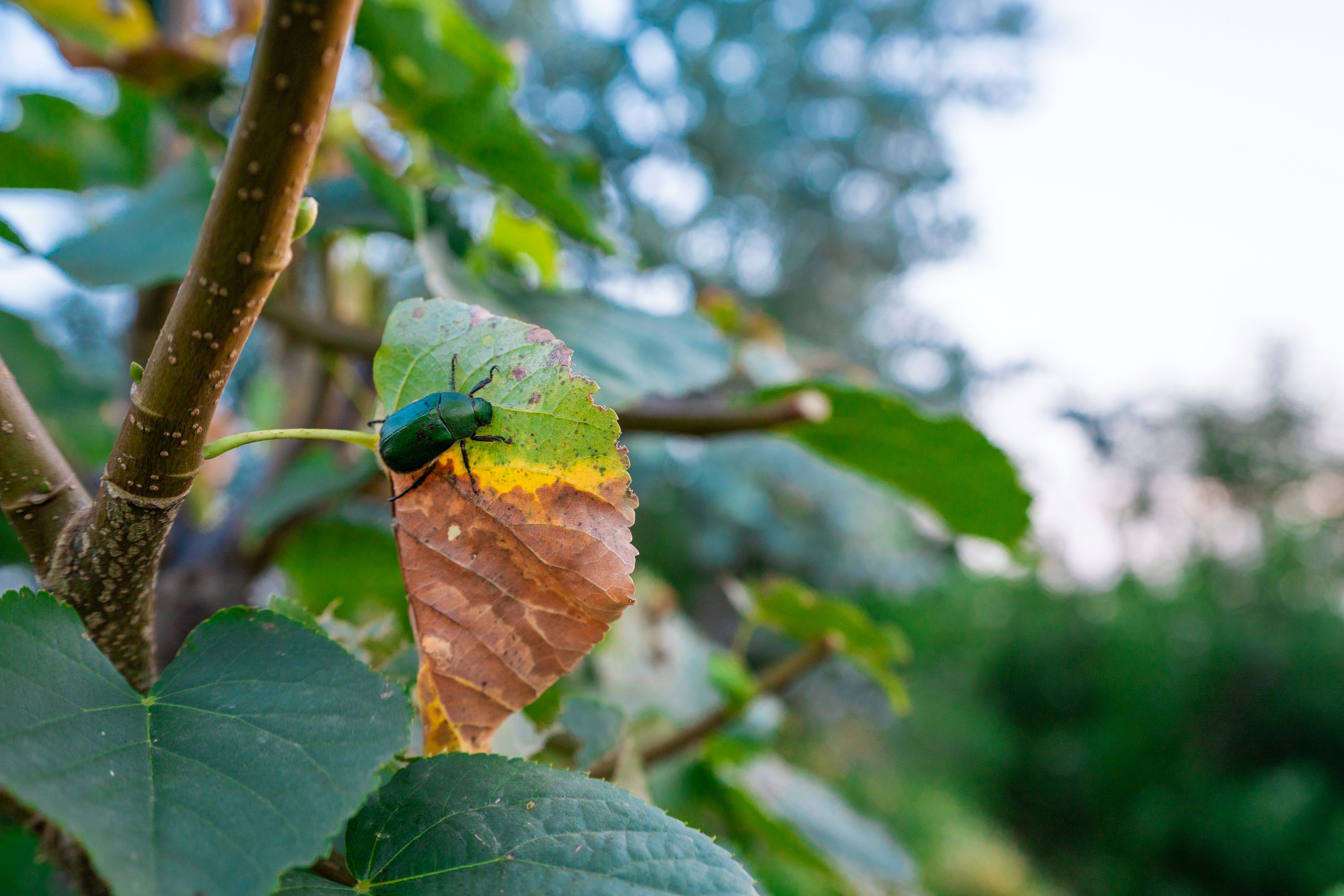 Un scarabée vert reposant sur une feuille fanée avec un flou de verdure en arrière-plan