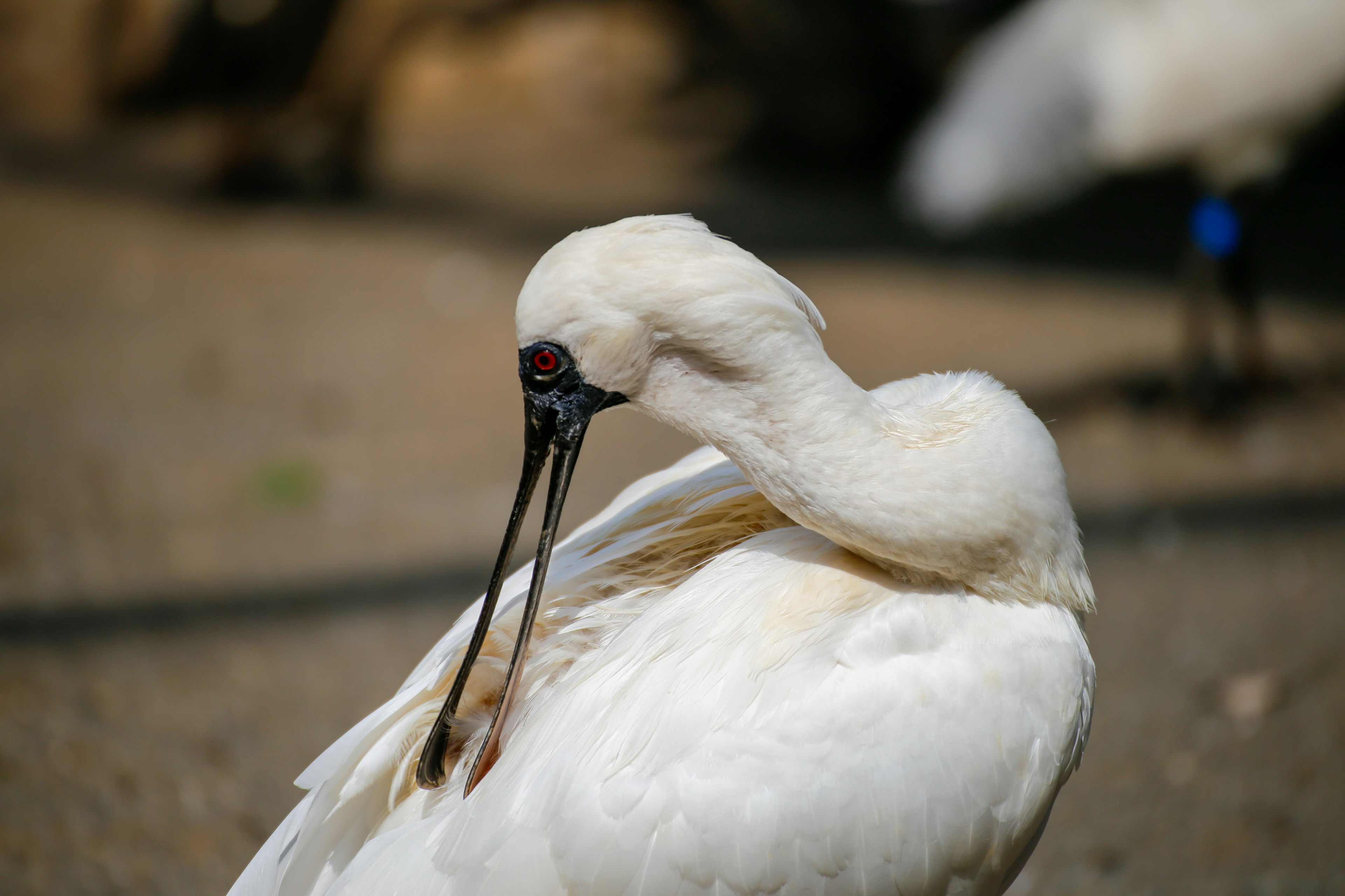 Ein weißer Vogel, der seinen Hals biegt