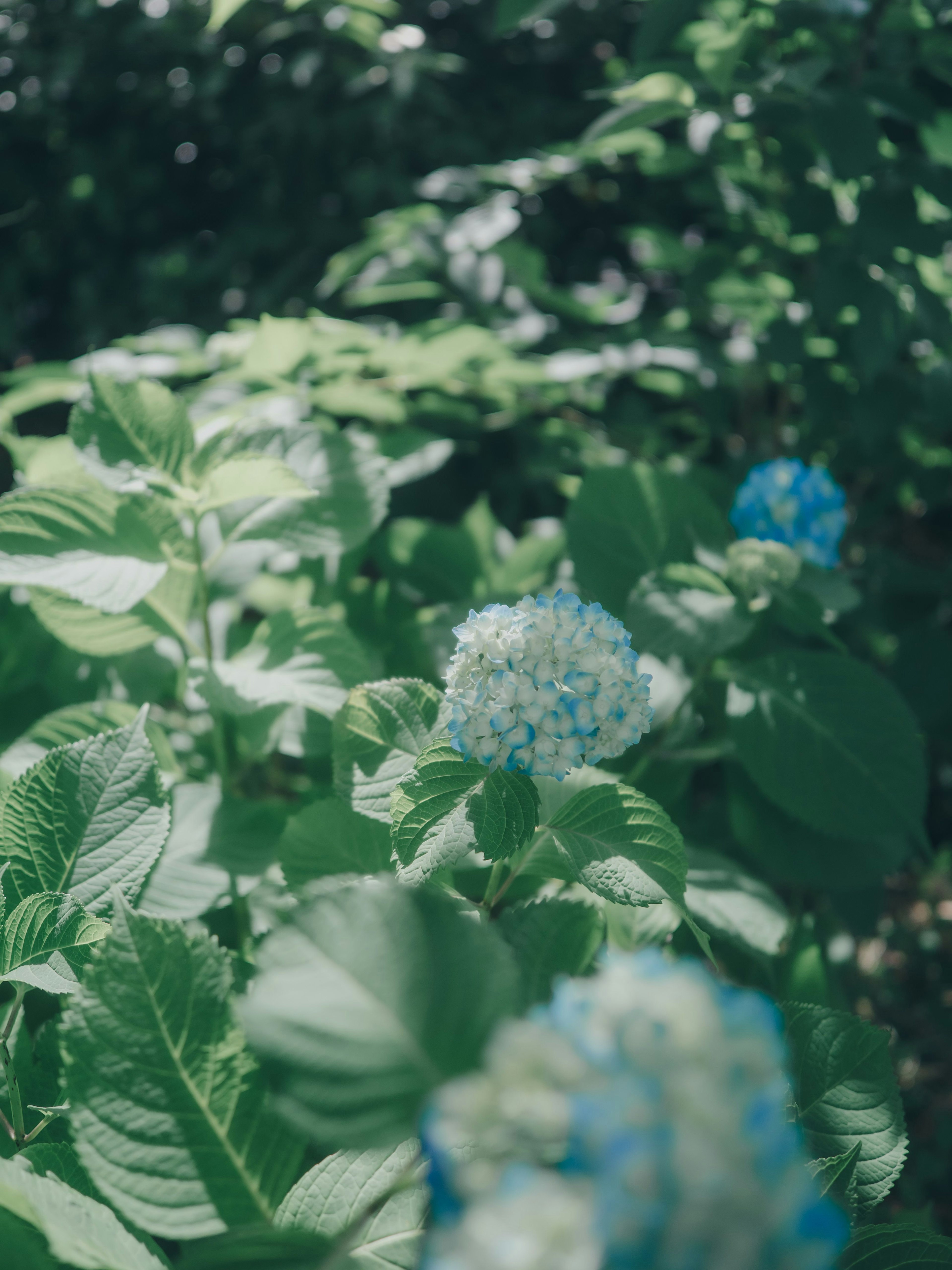 特寫藍花和綠葉植物
