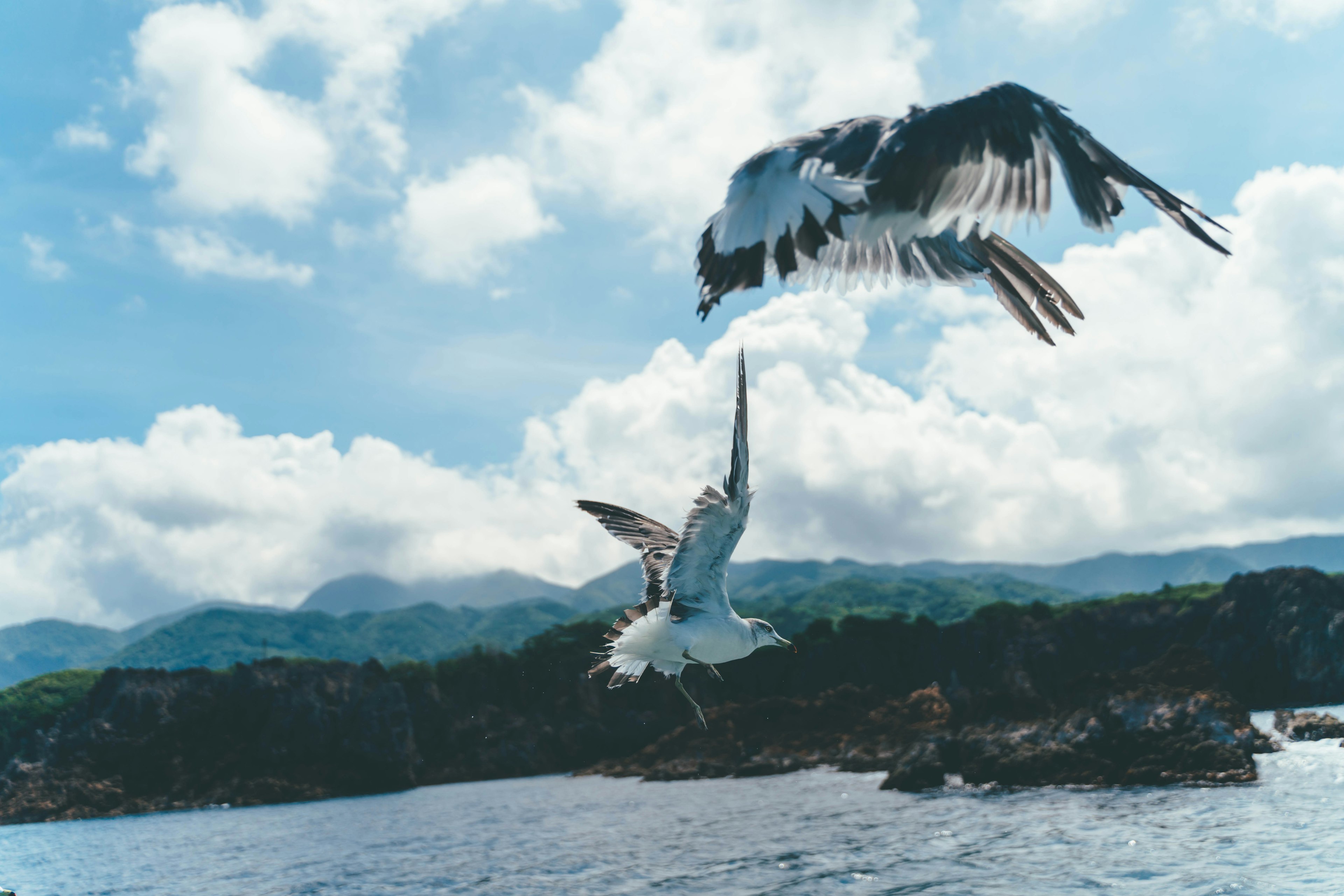 兩隻鳥在海面上空飛翔，藍天