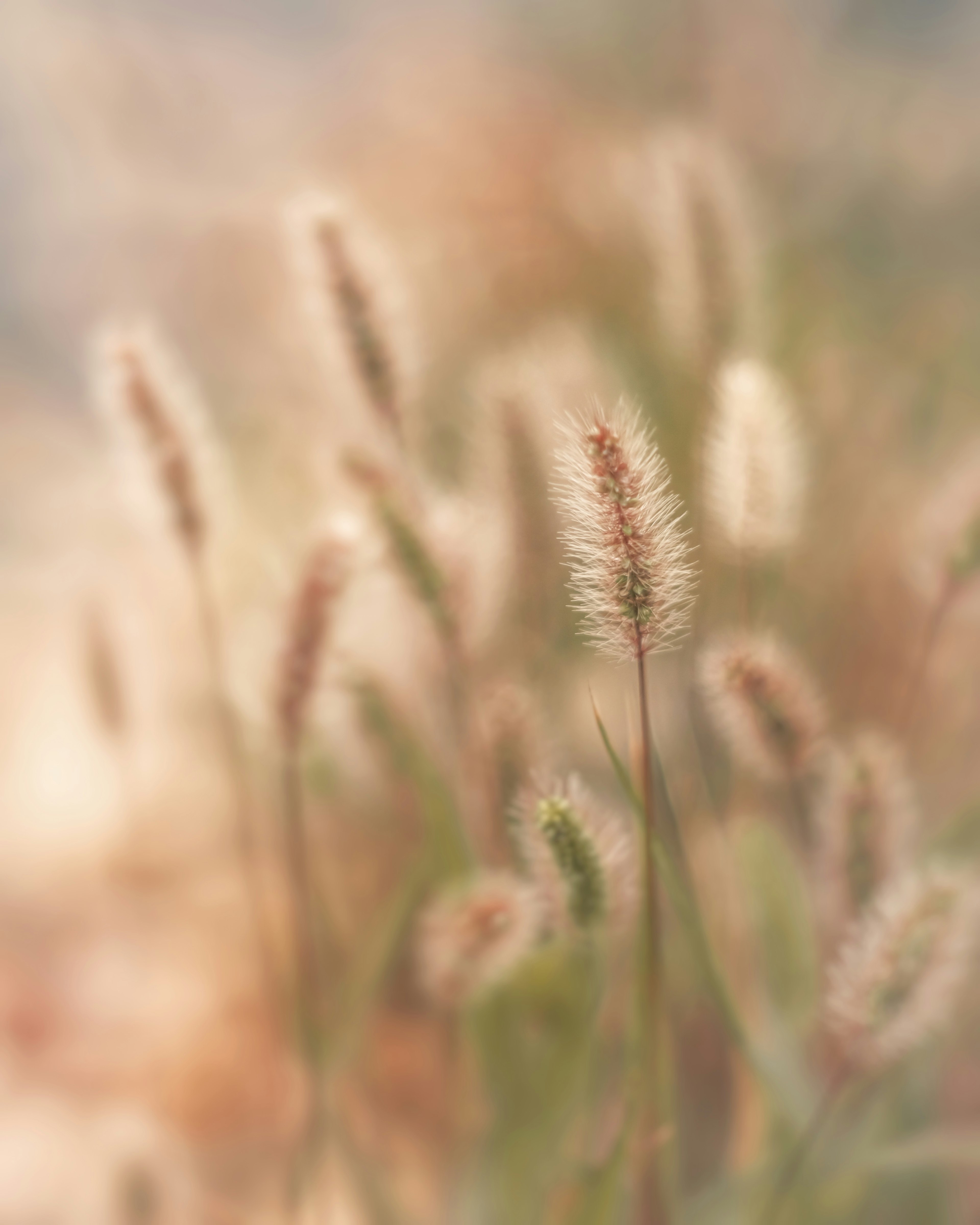 Épis d'herbe aux couleurs douces se balançant dans le vent