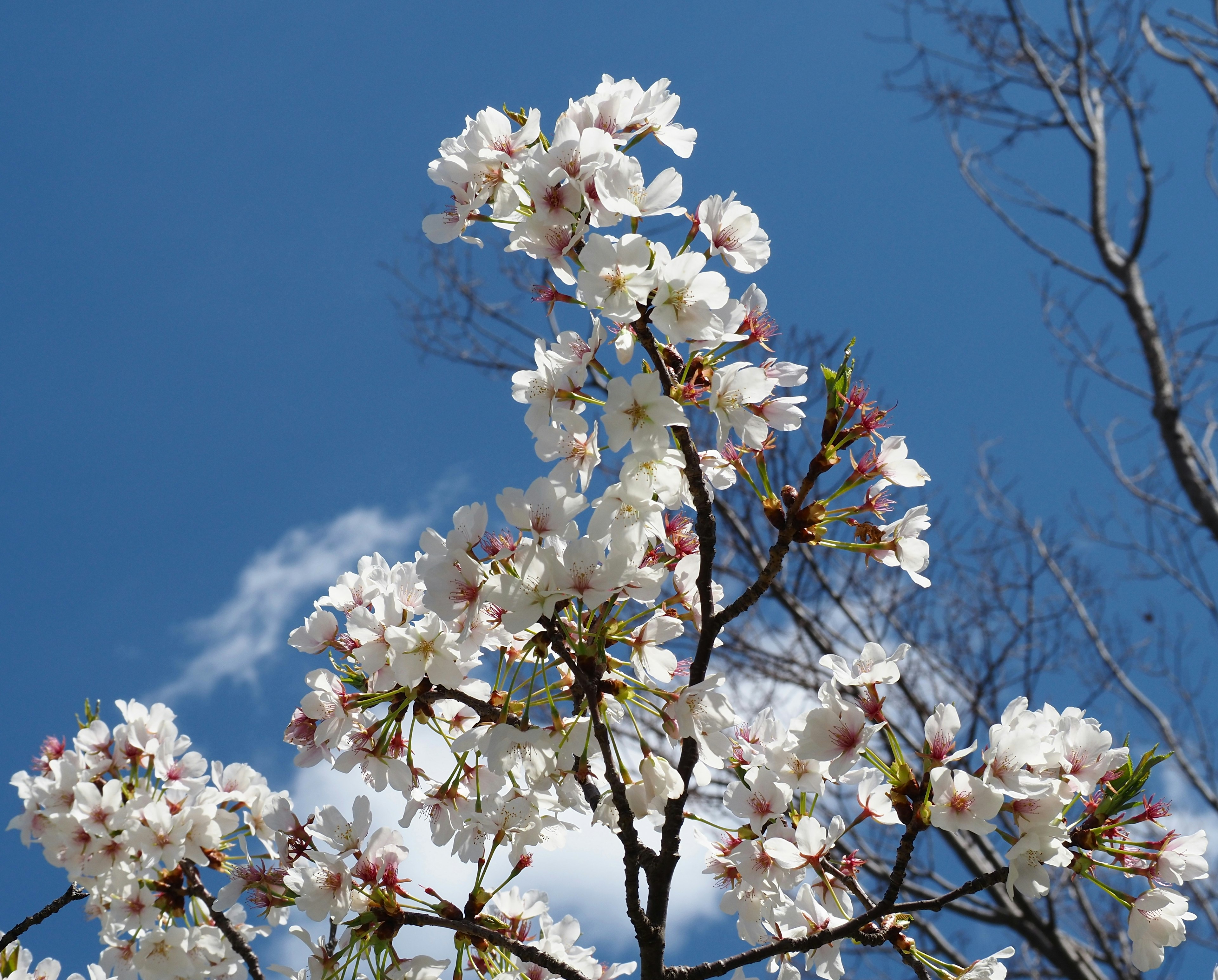 Close-up bunga sakura di latar belakang langit biru