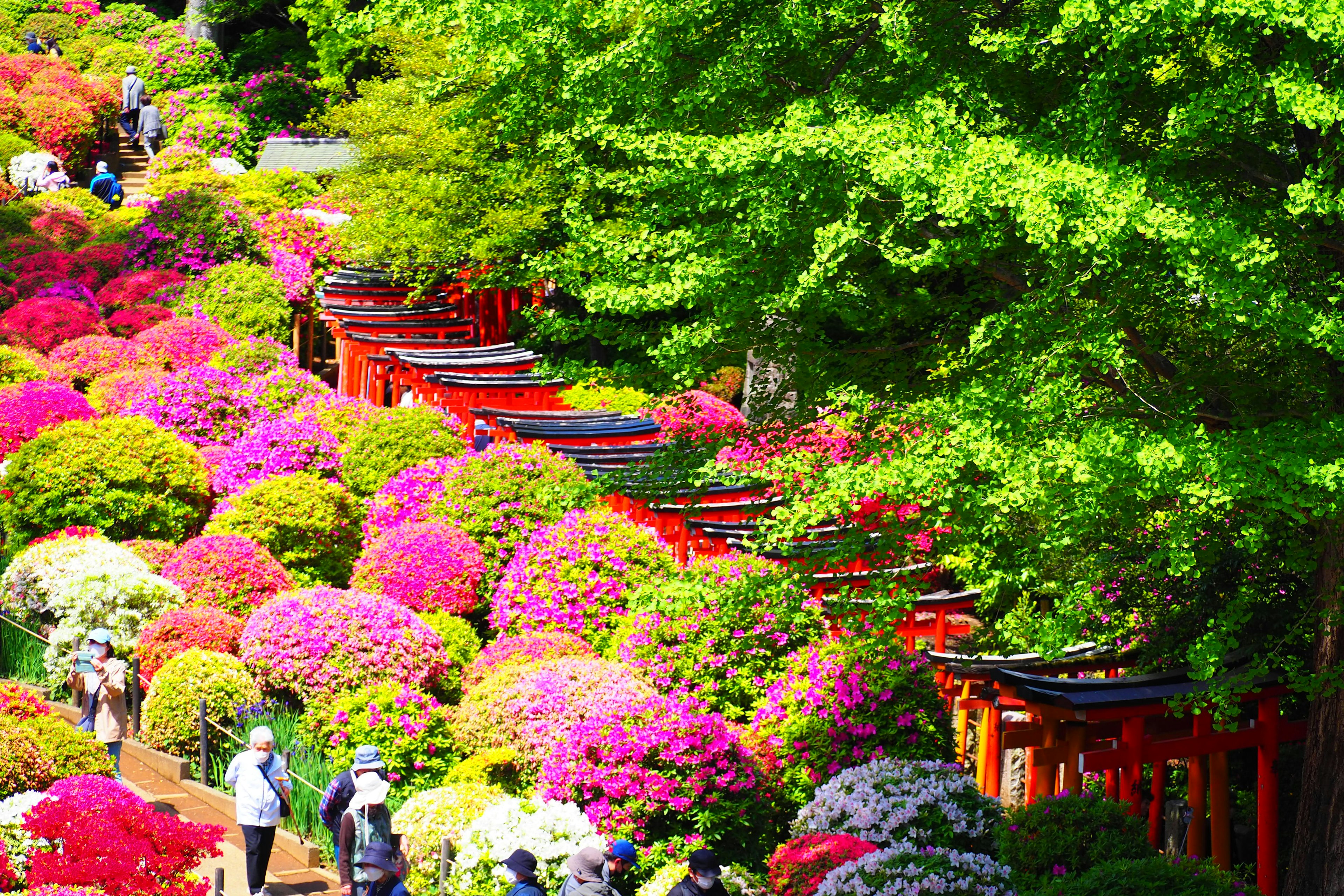 ทิวทัศน์ที่สวยงามของประตูโทริอิสีแดงที่ล้อมรอบด้วยดอกไม้บานสะพรั่งในสวน