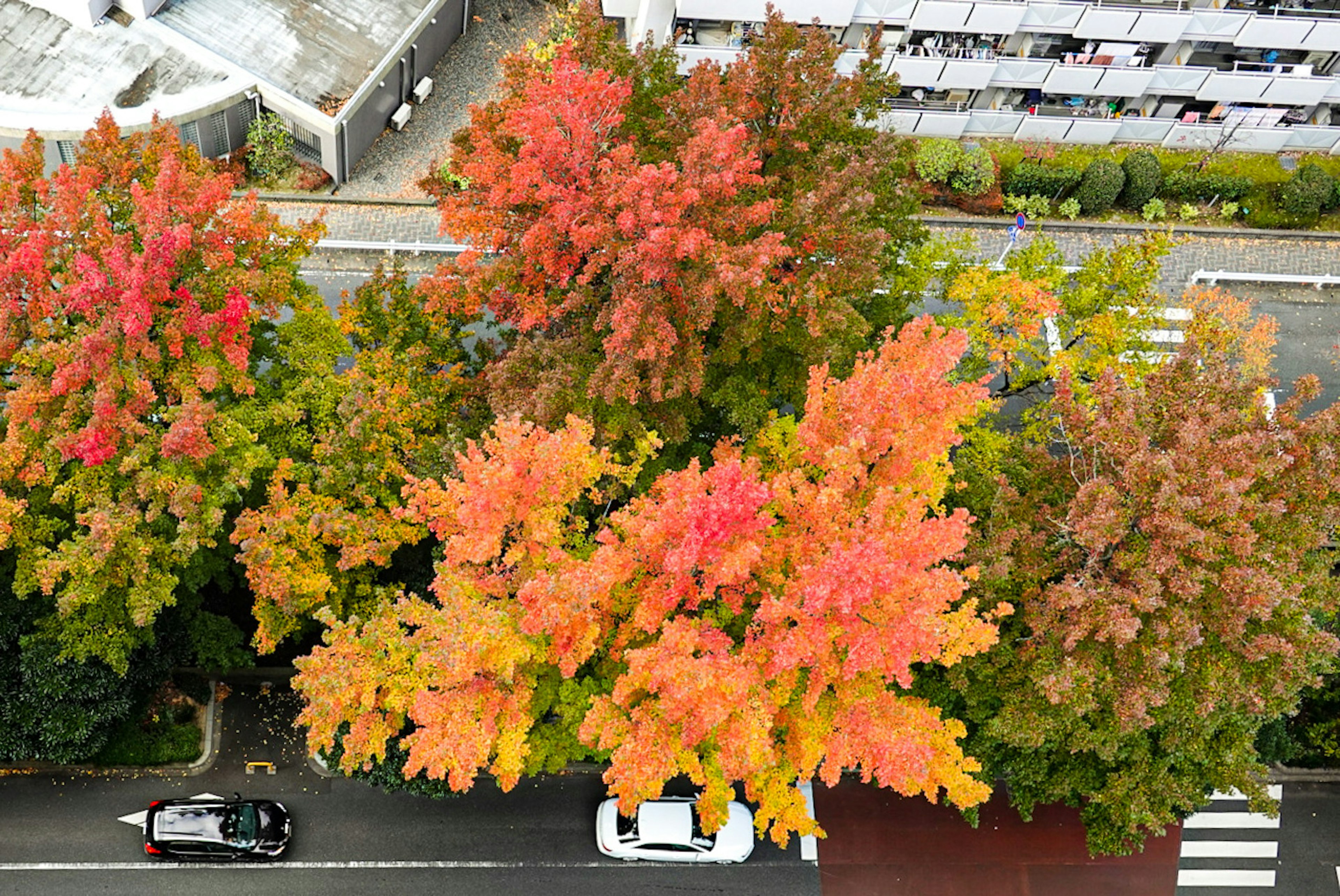 秋の色づいた木々の上空からの視点と道路の風景