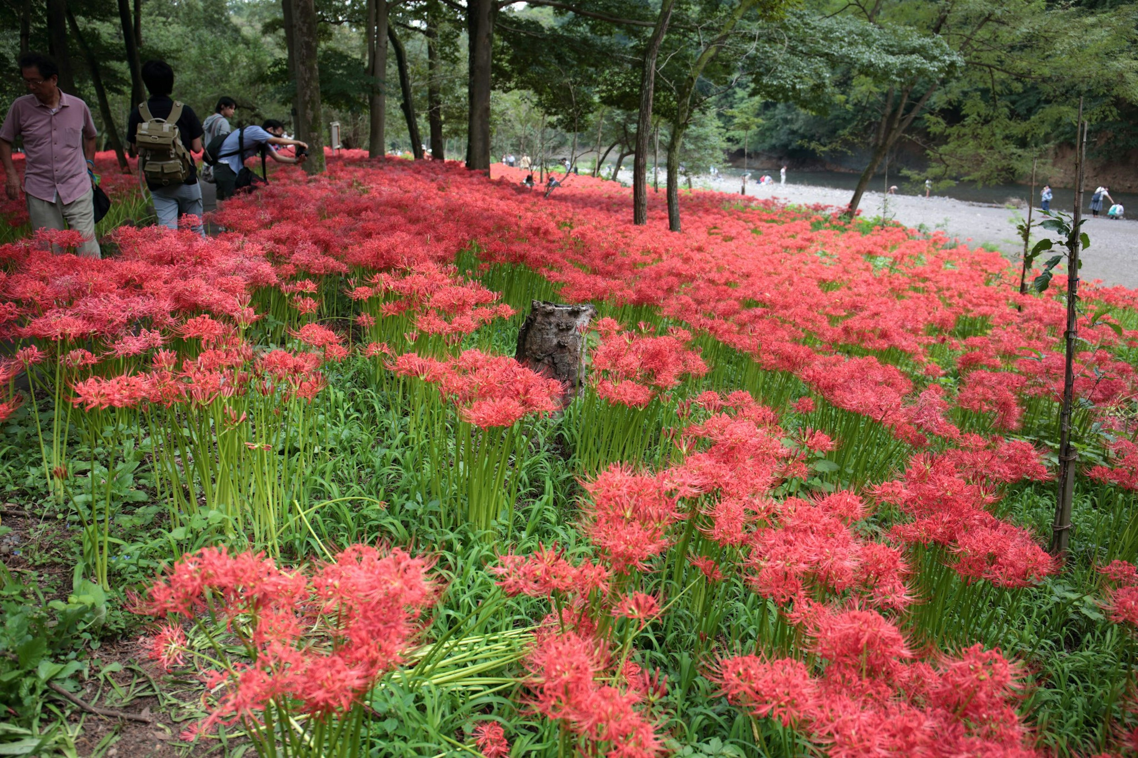 Champs de lys araignées rouges vibrantes avec des visiteurs admirant le paysage