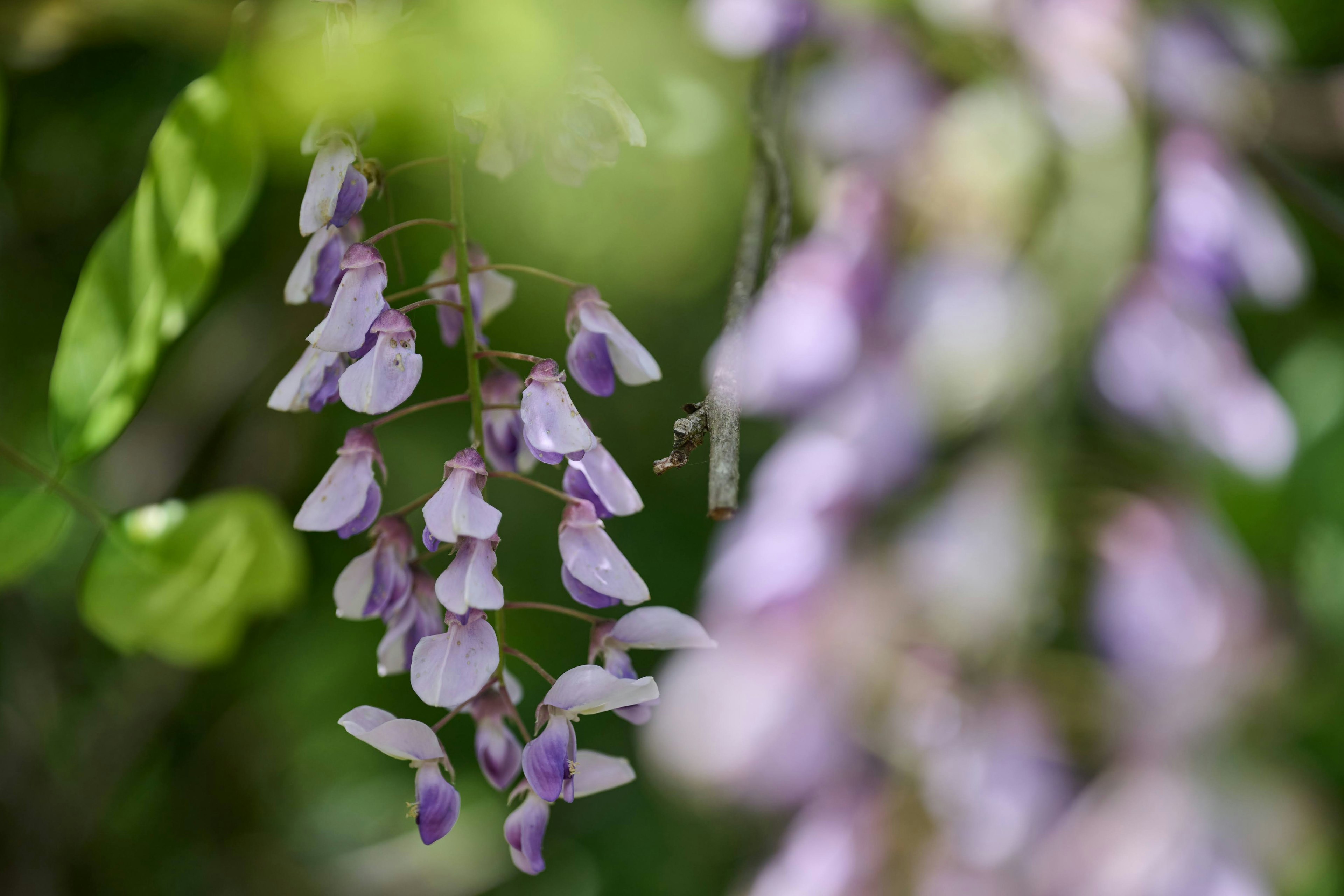 淡い紫色の花が房状に咲いている様子