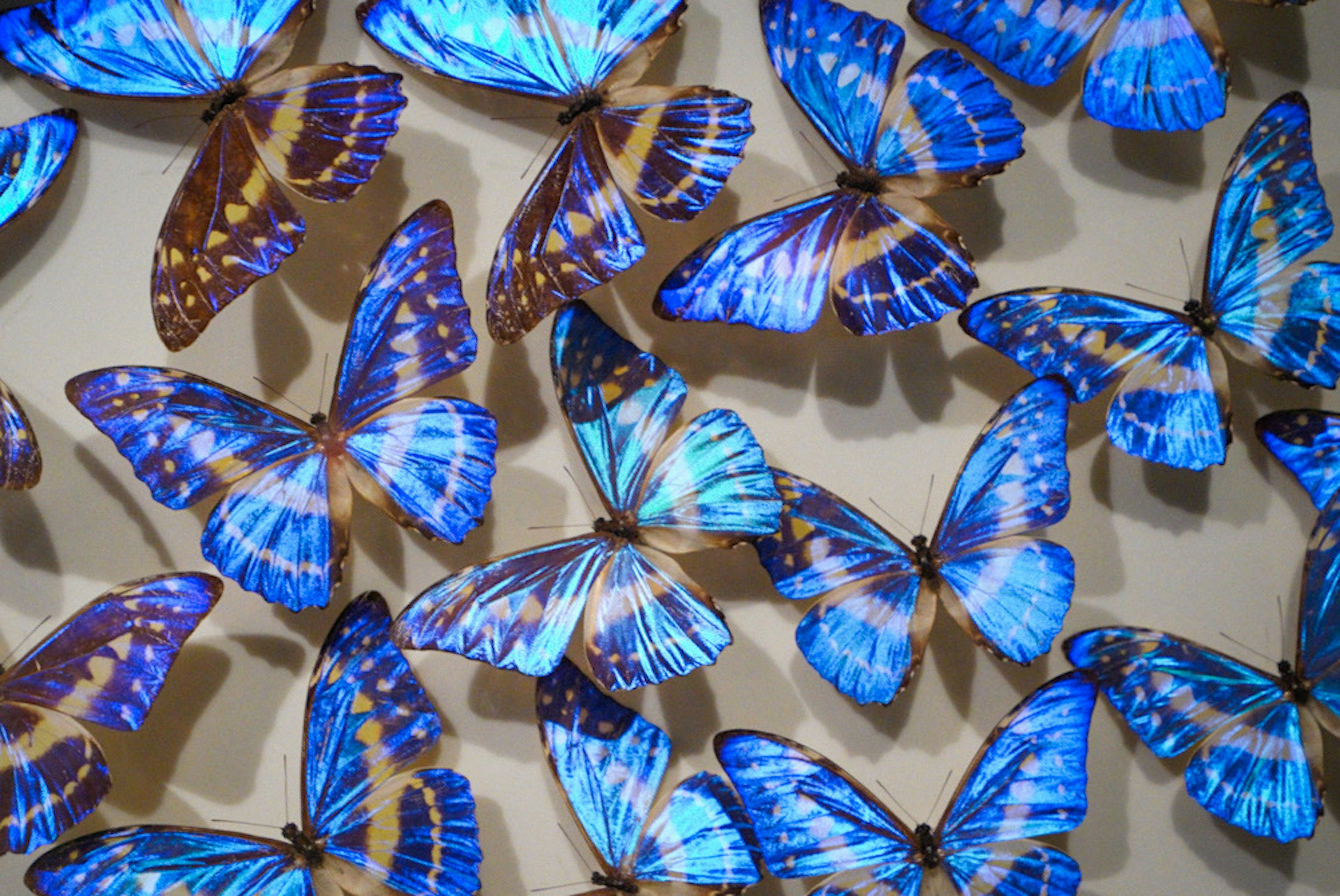 Una hermosa exhibición de mariposas azules organizadas en una pared