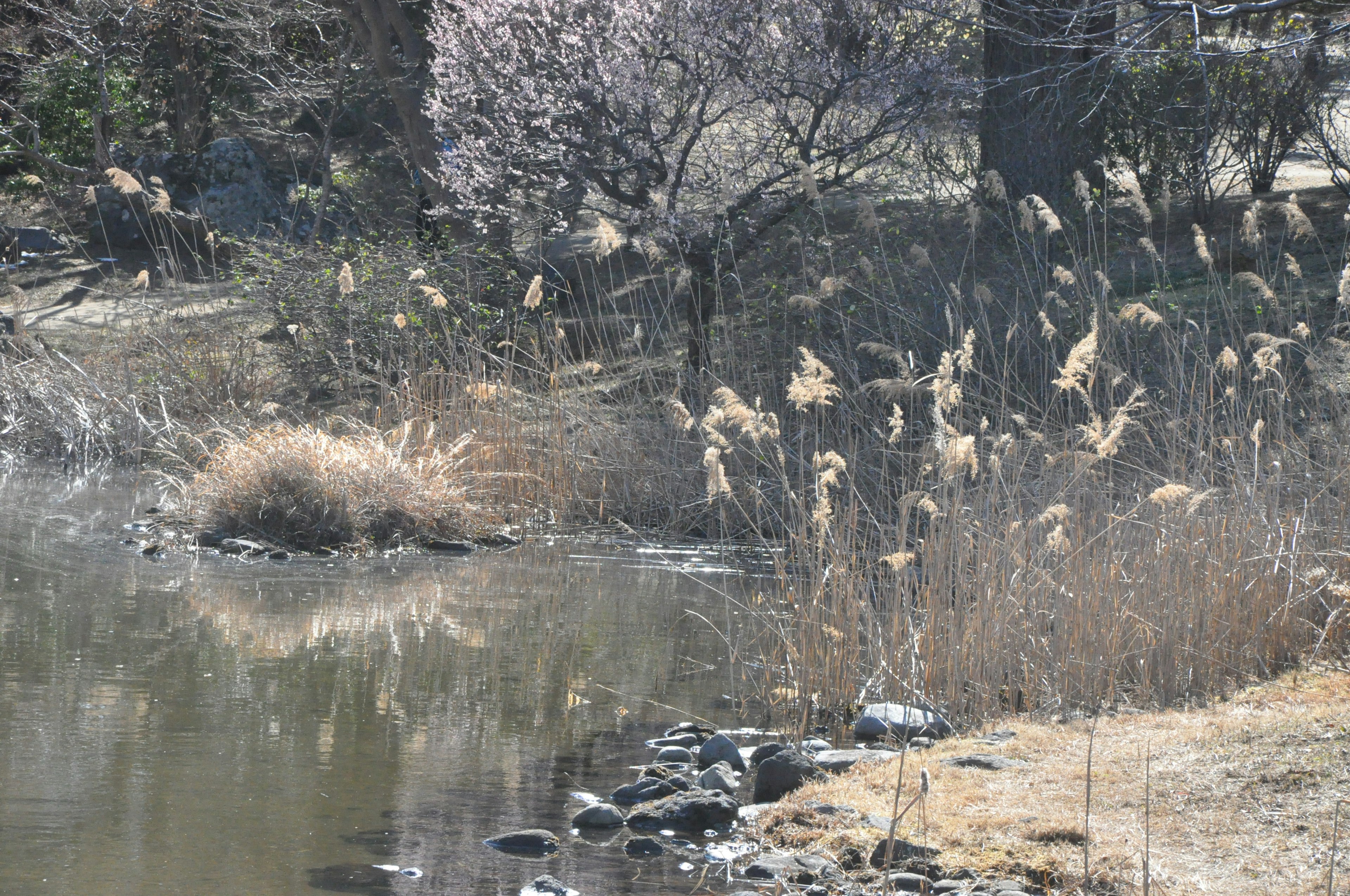 Pemandangan tenang di tepi sungai dengan pohon sakura dan rumput tinggi