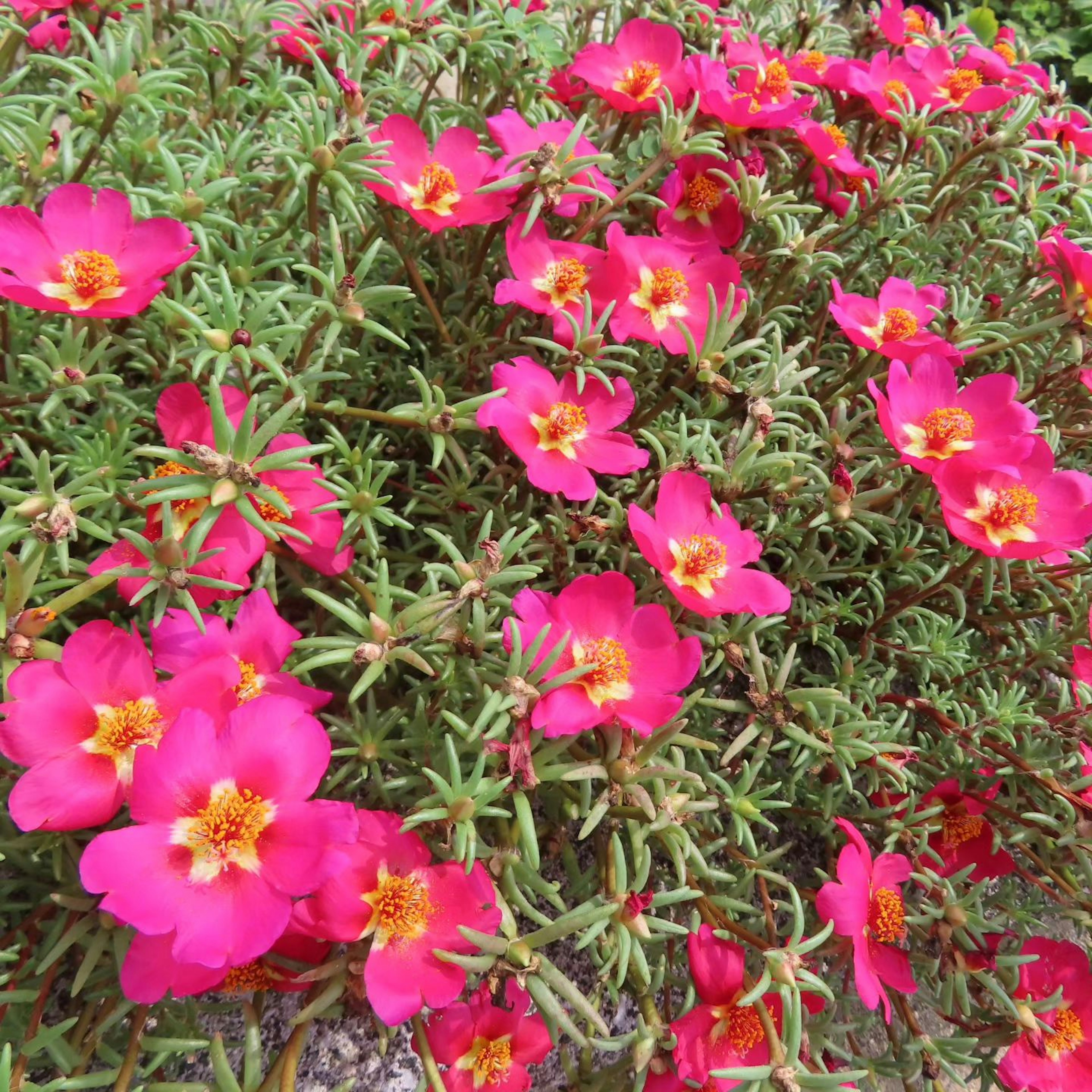 Bunga pink cerah mekar di tanaman sukulen