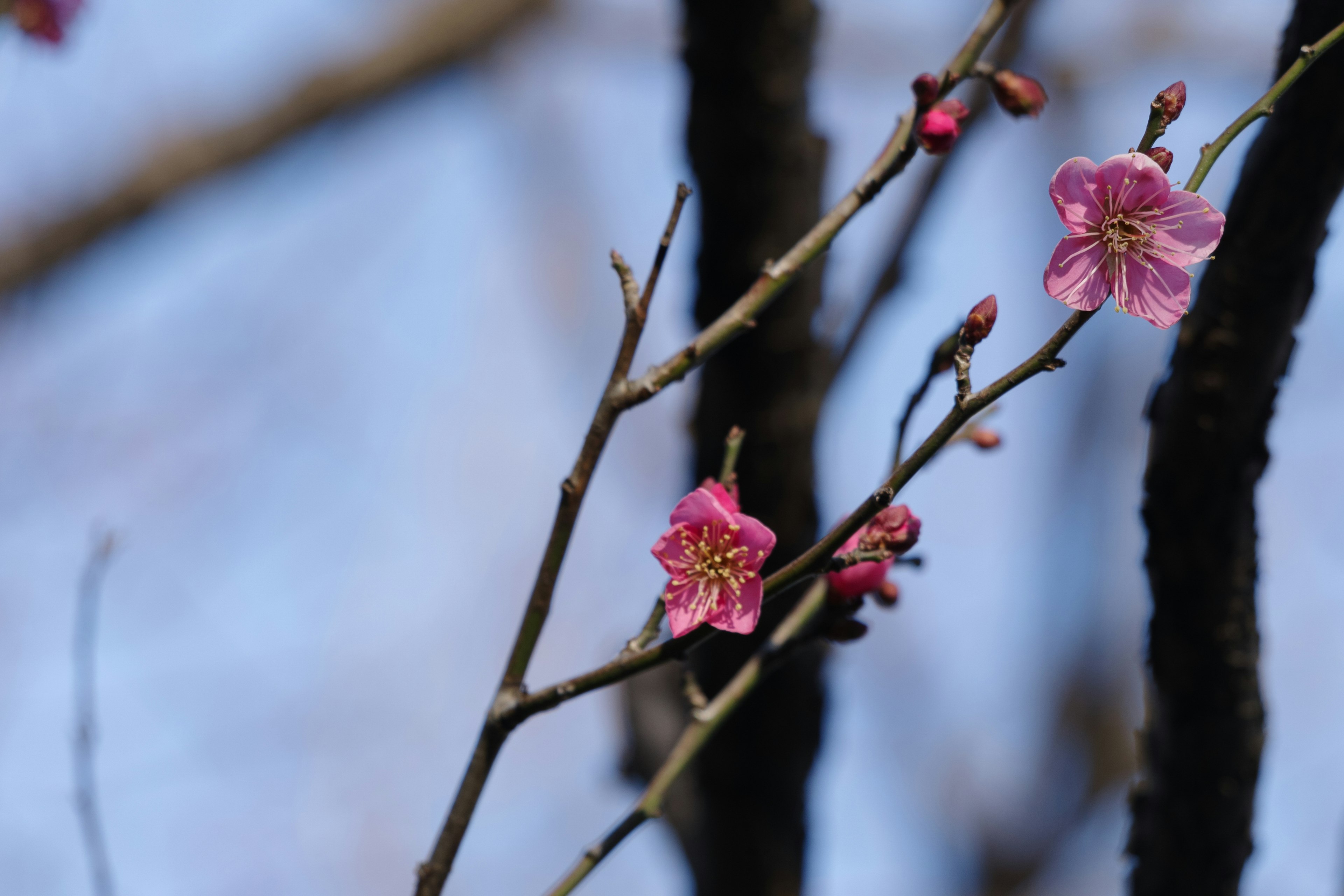 Branches with pink cherry blossoms against a light blue sky