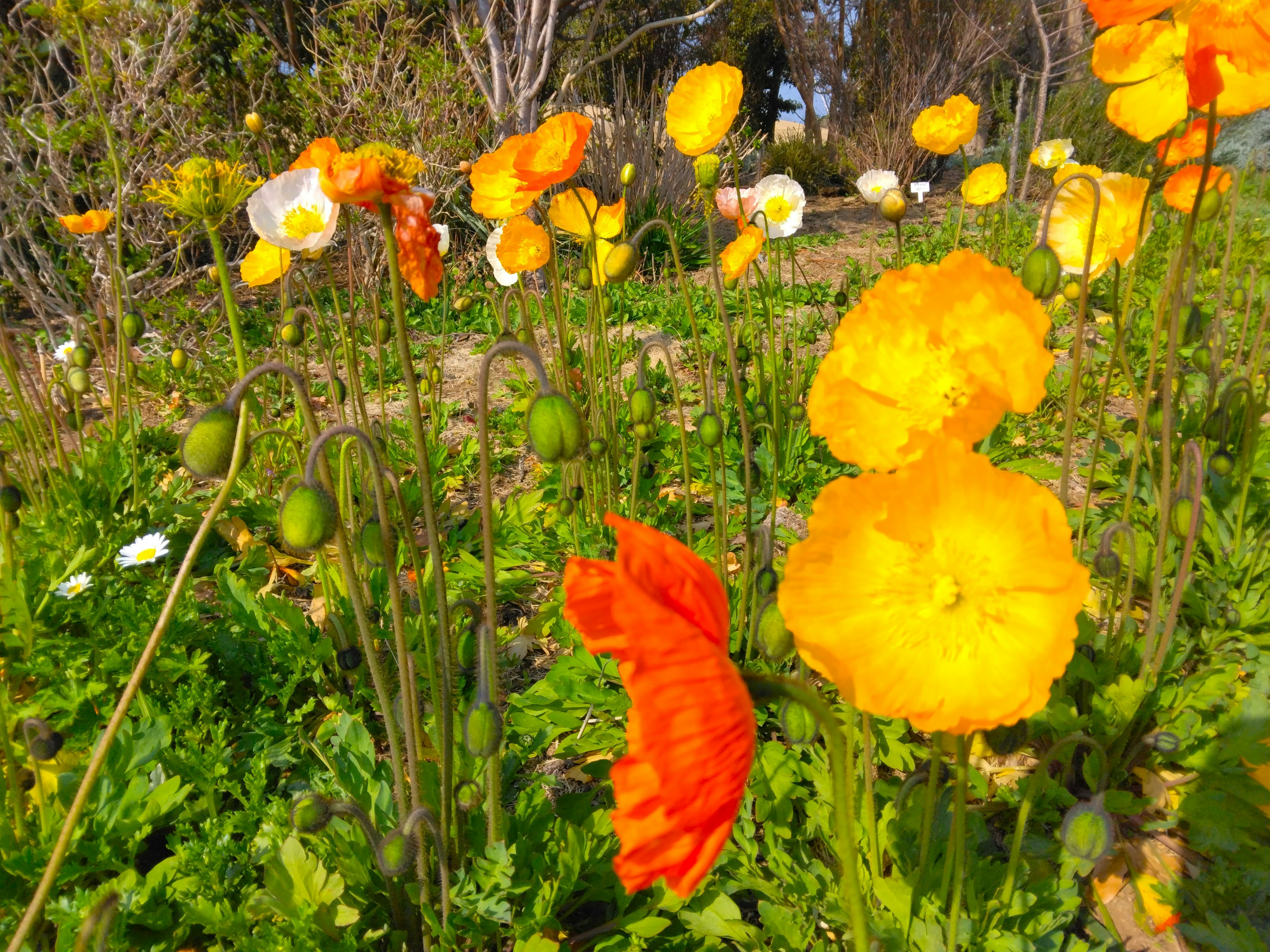 Pemandangan taman berwarna-warni dengan bunga mekar menampilkan bunga poppy kuning dan oranye