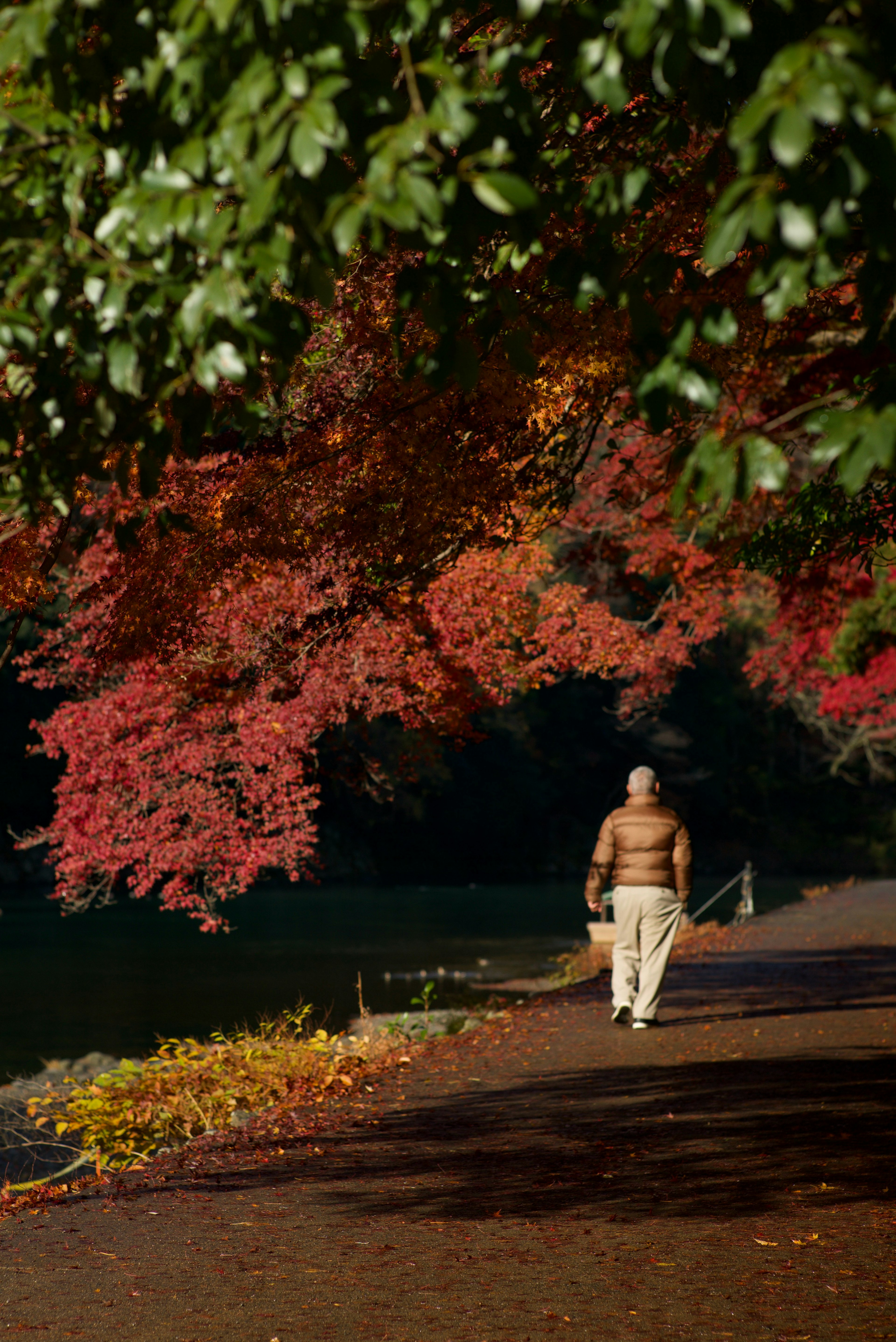 秋の紅葉の中を散歩する男性