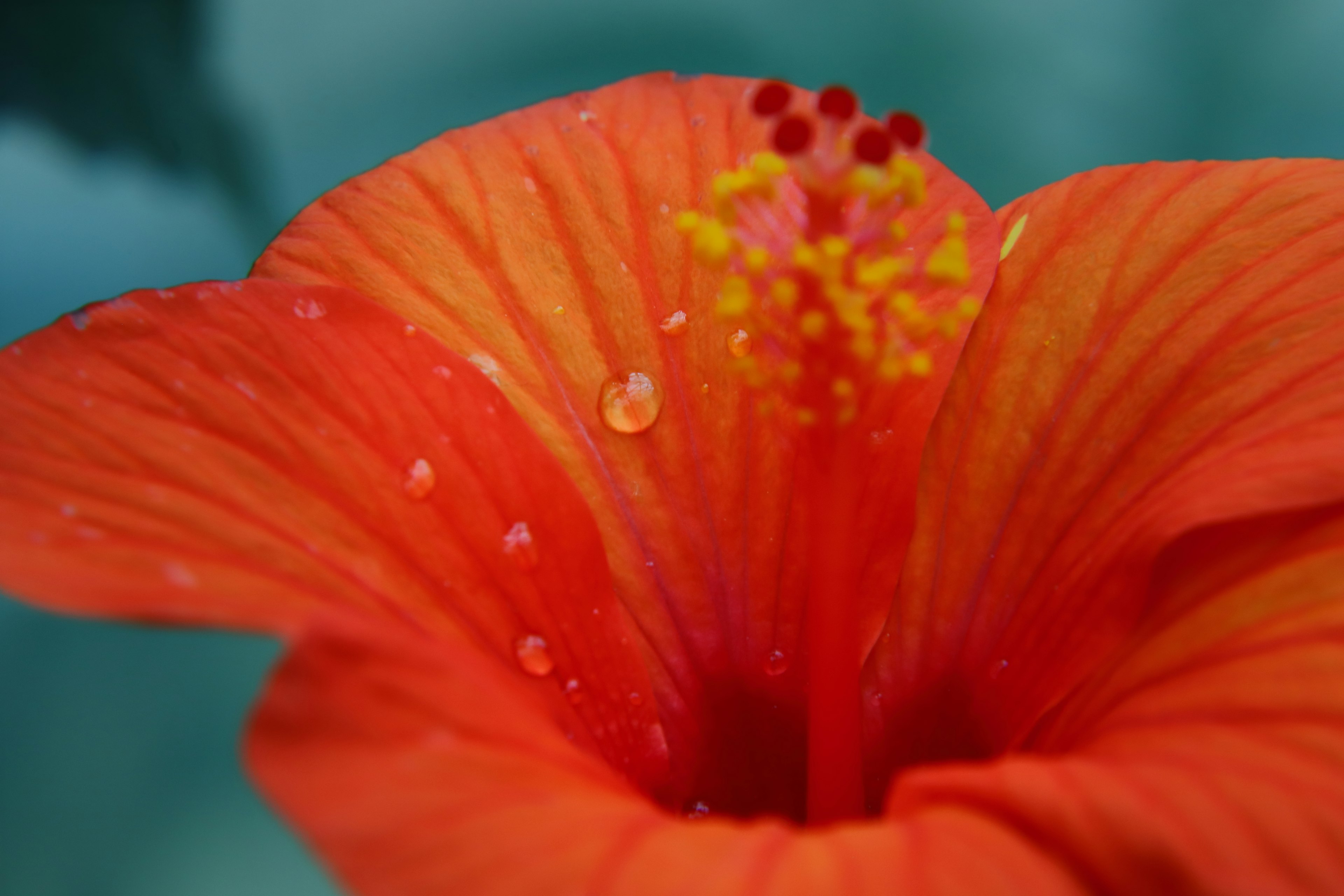 Nahaufnahme einer lebhaften orangefarbenen Hibiskusblüte