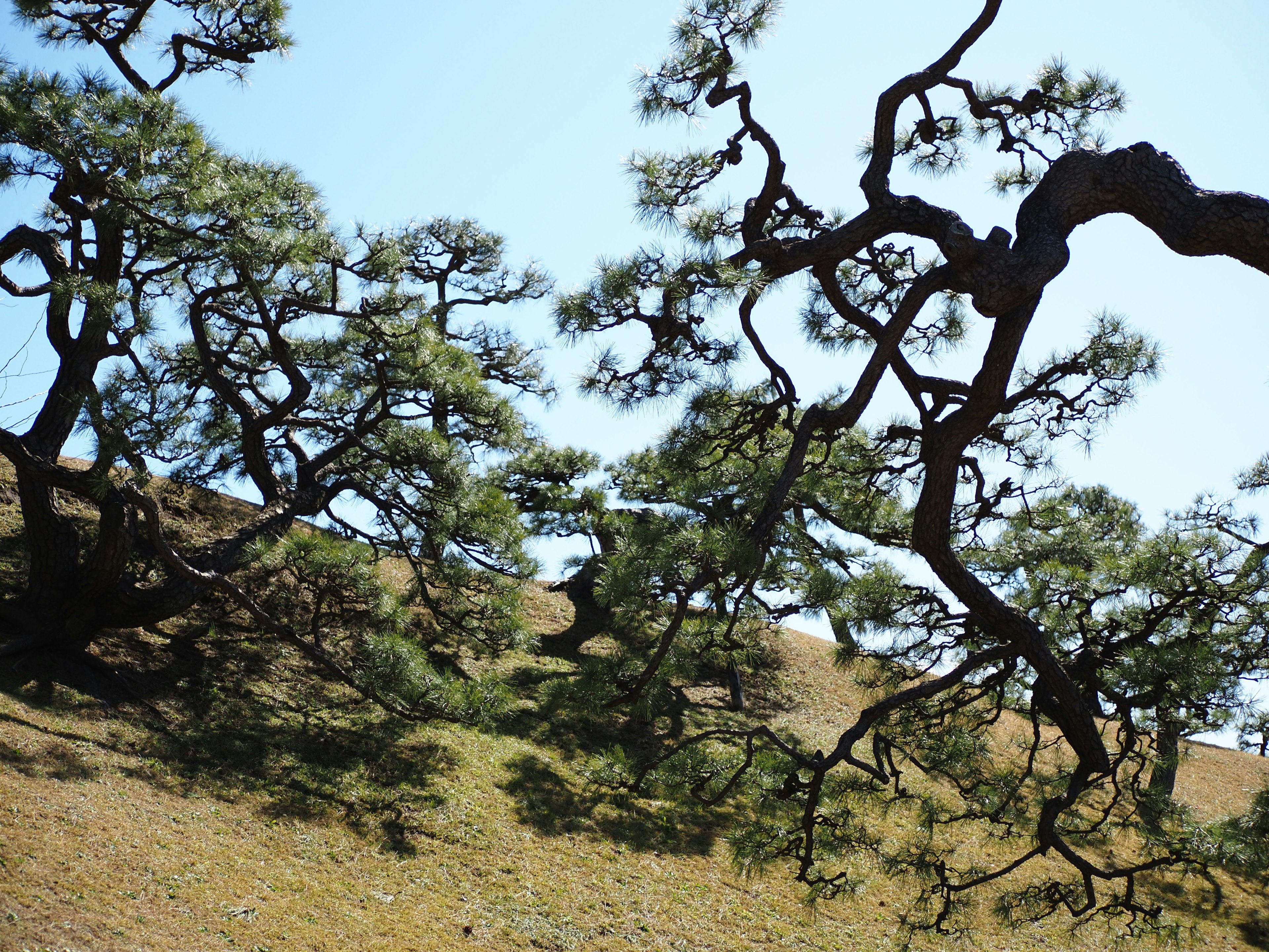 Paesaggio con rami di alberi contorti