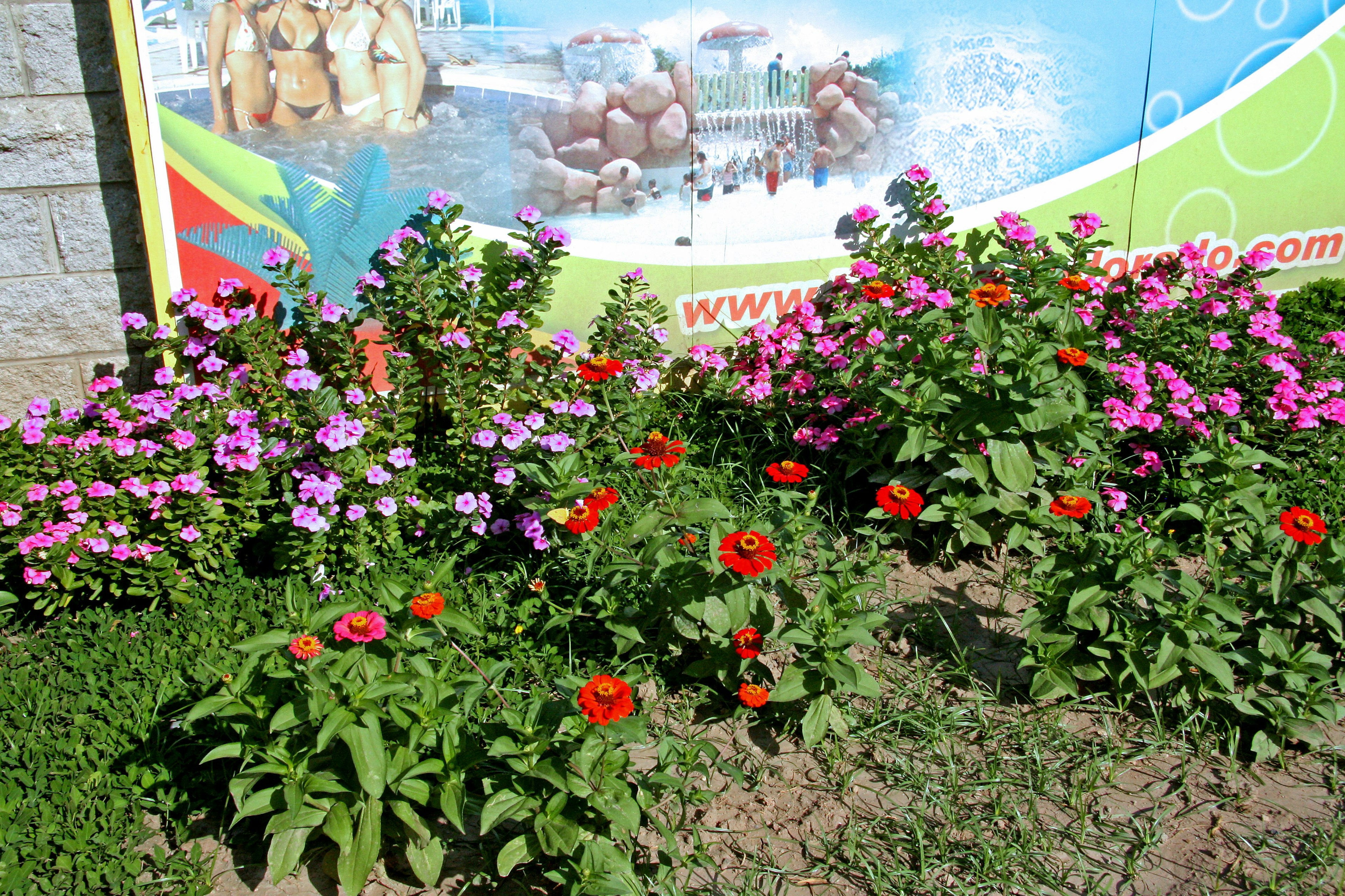 Flores coloridas en un jardín con un anuncio de fondo