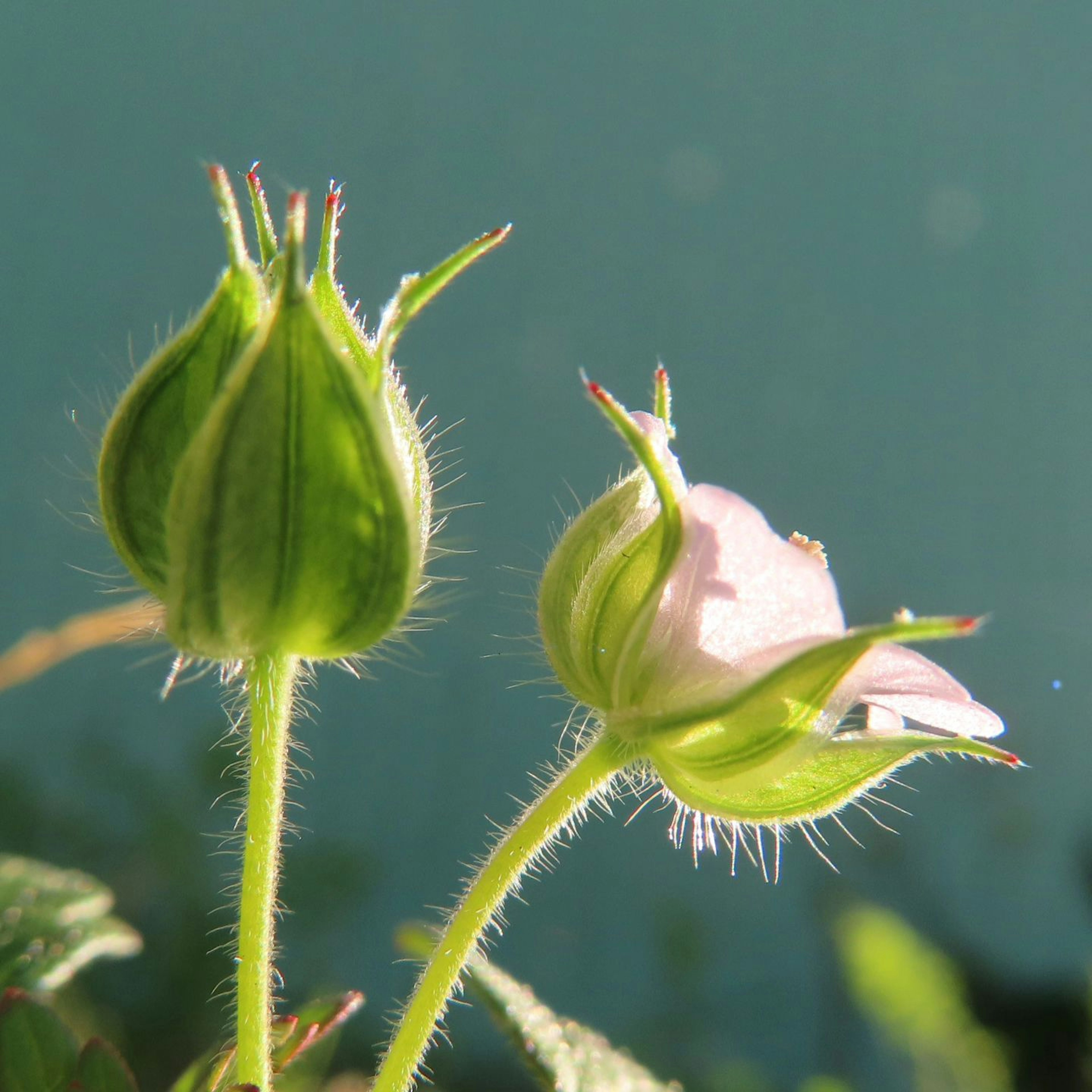 Pflanze mit einer blühenden Knospe und einer geschlossenen Knospe vor grünem Hintergrund