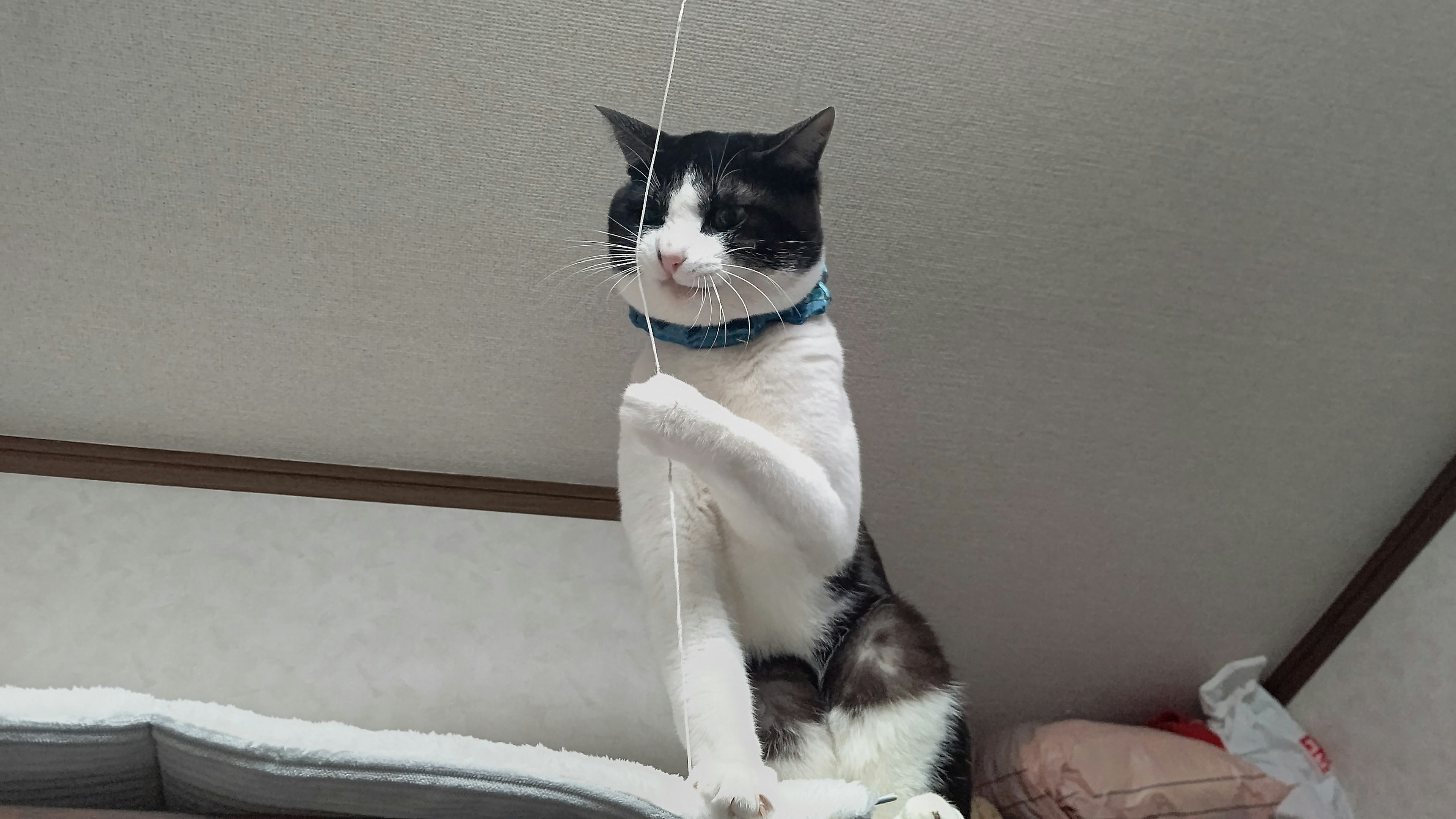 Cat hanging from a string with a playful expression