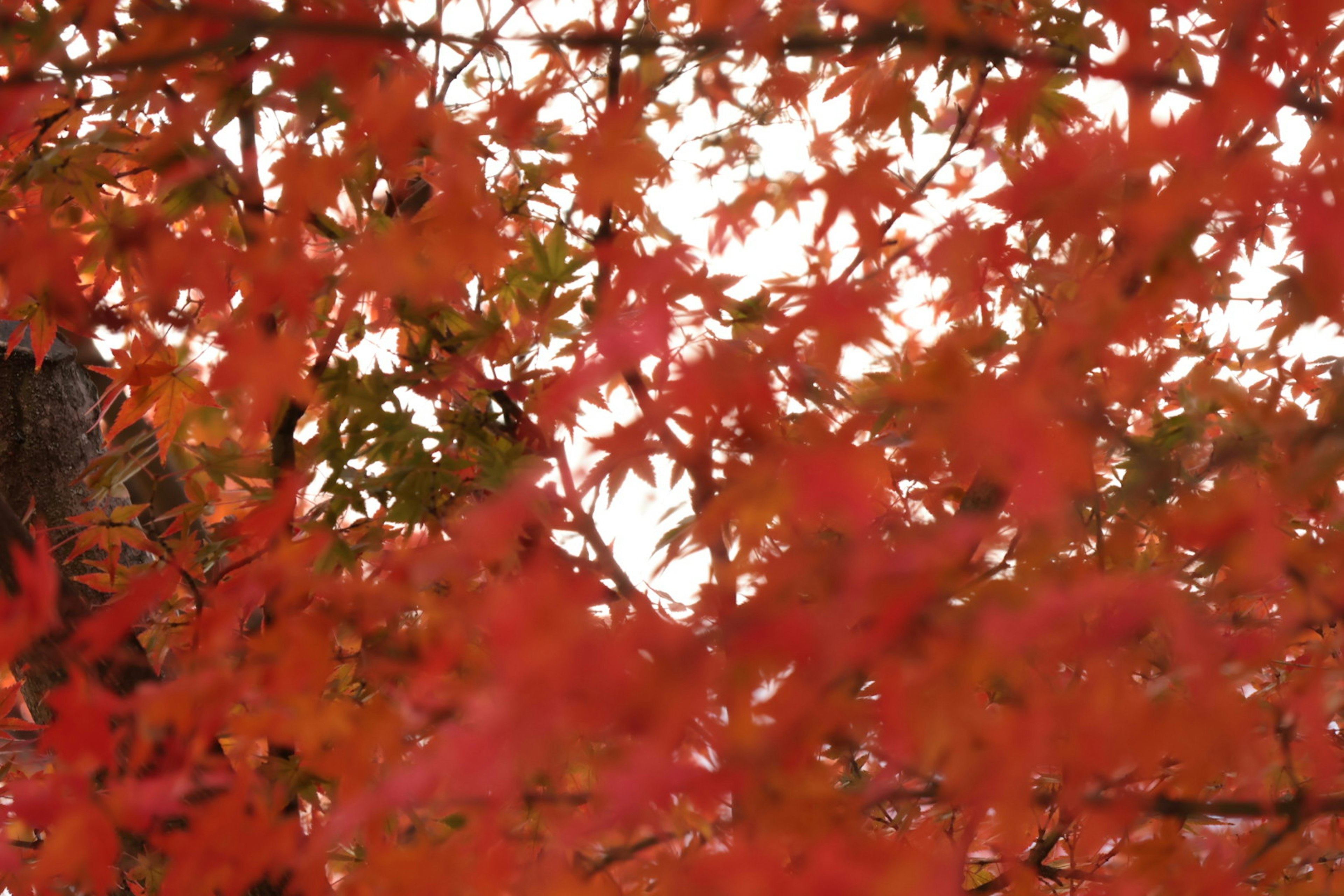 Foglie di acero rosse vivaci che mostrano un paesaggio autunnale