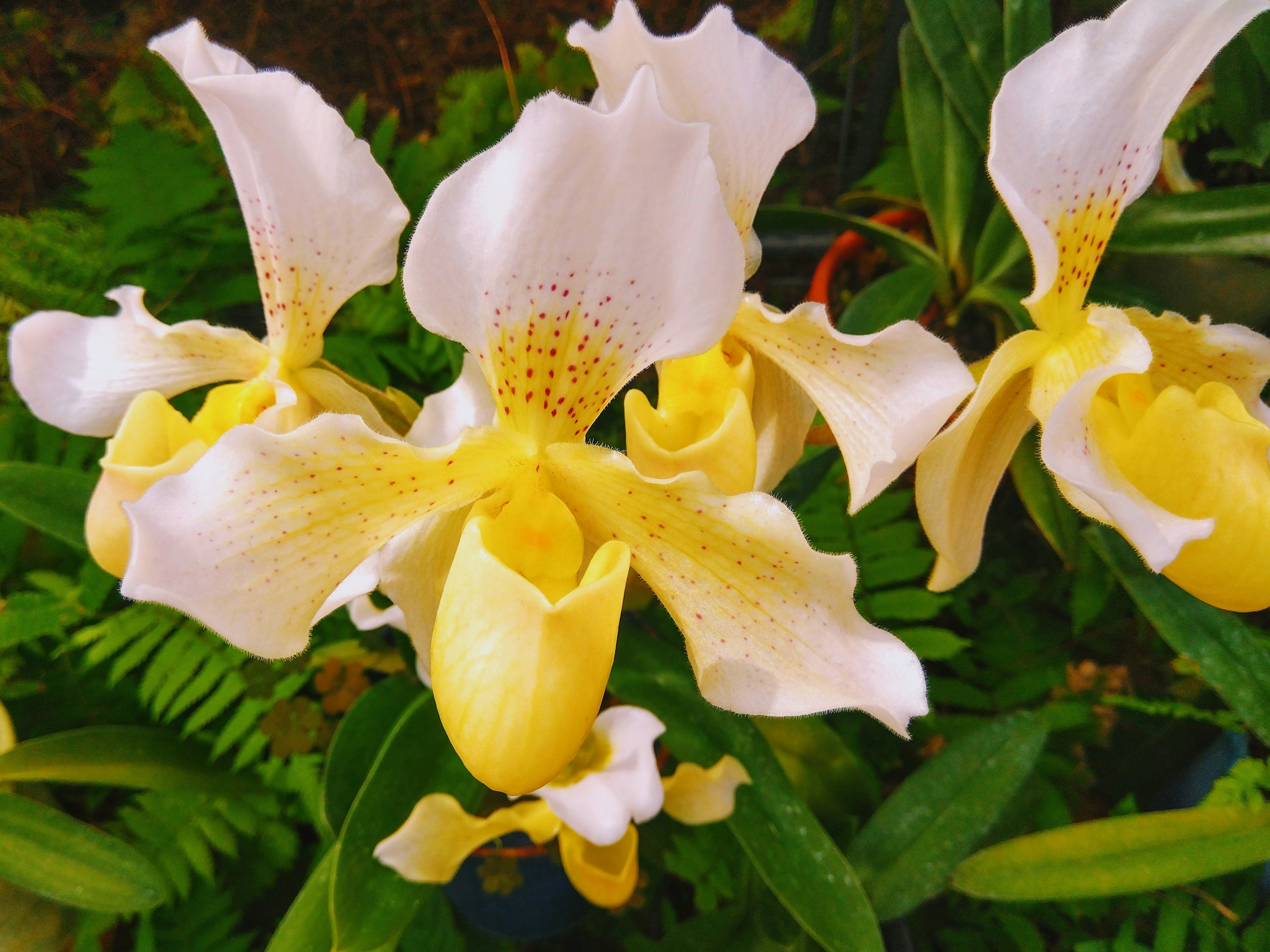 白い花びらと黄色の中心を持つ美しいランの花